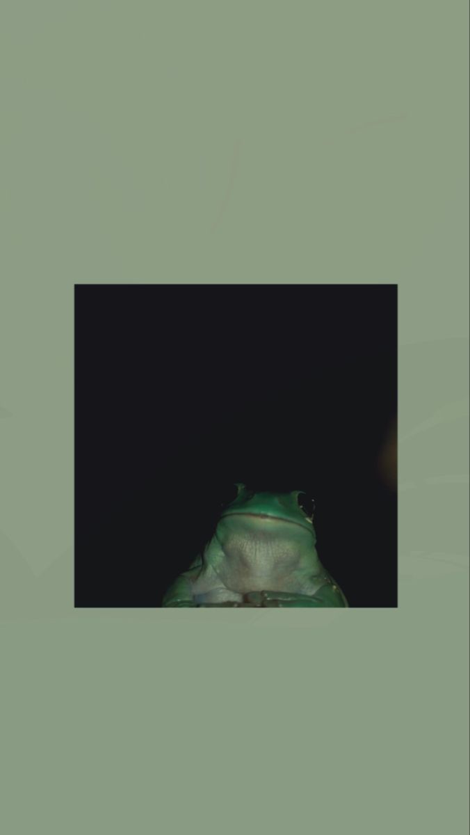 Aesthetic Frog Wallpaper