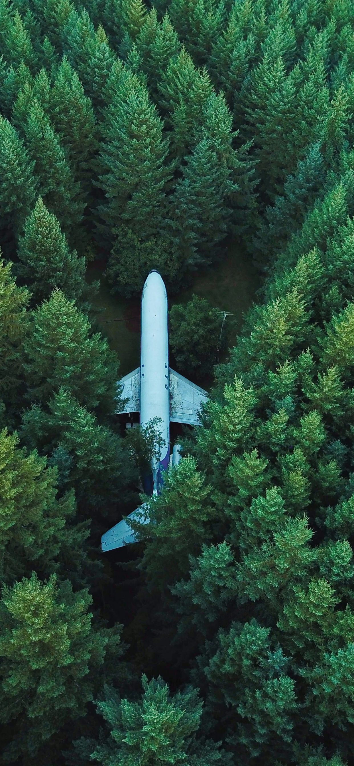 Airplane Wallpaper 4K, Green Trees, Aerial view, Forest