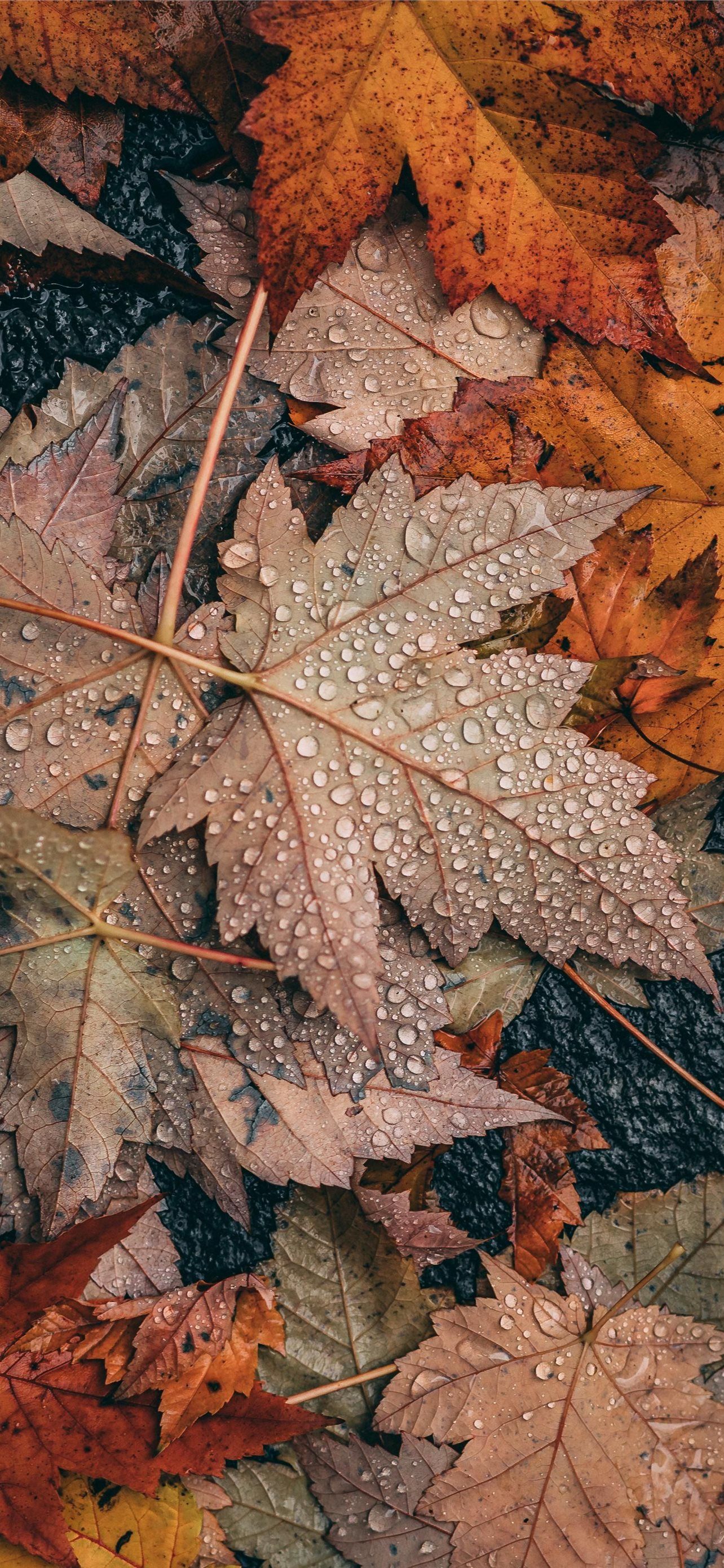 A close up of a pile of autumn leaves with water droplets on them - Fall, leaves, fall iPhone