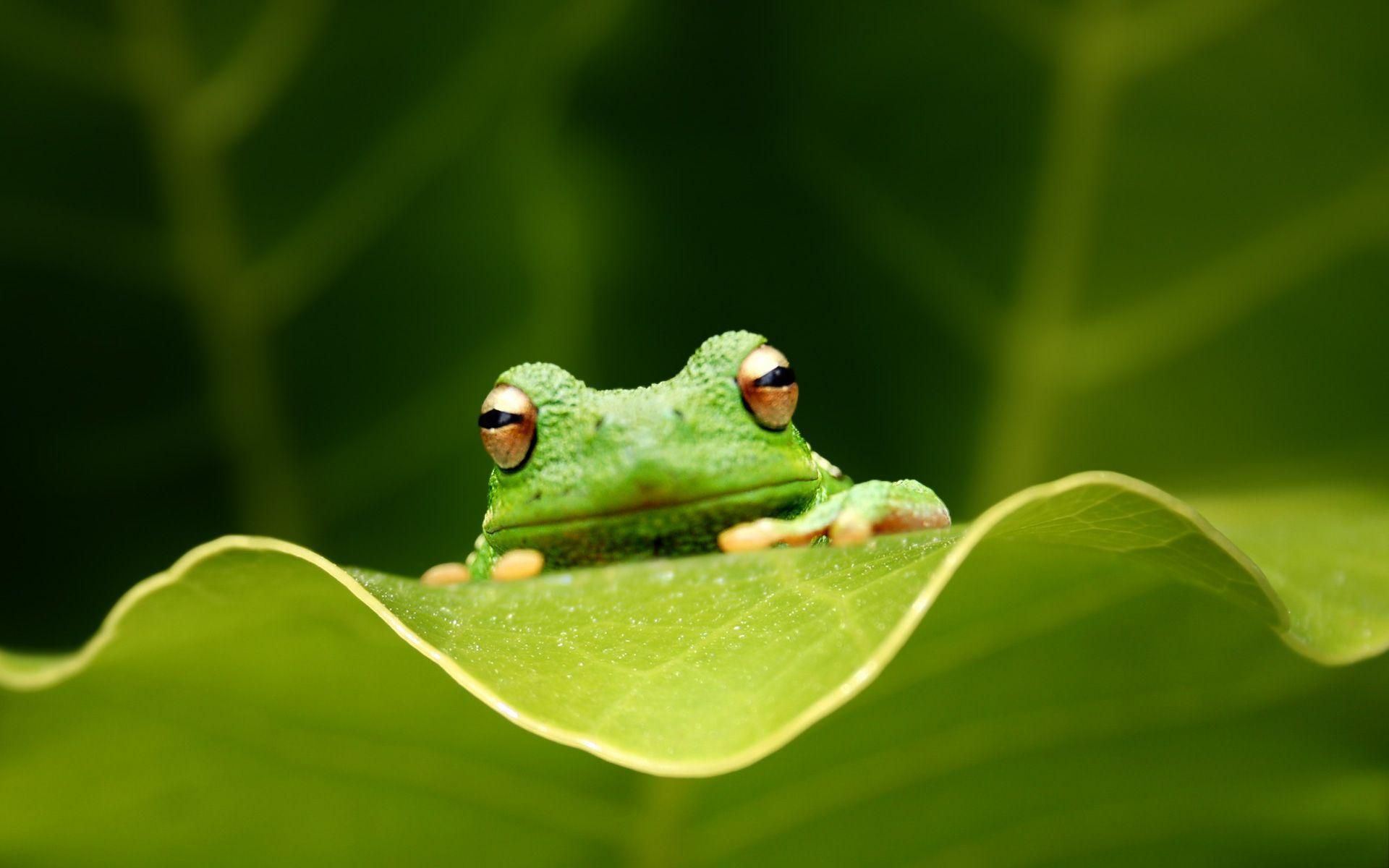 Frog Desktop HD Wallpaper 4k