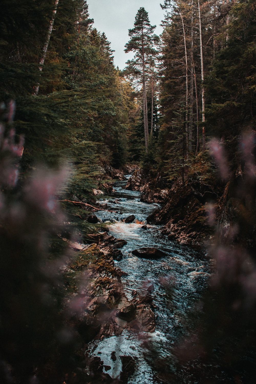 A river flows through a forest with tall trees - River