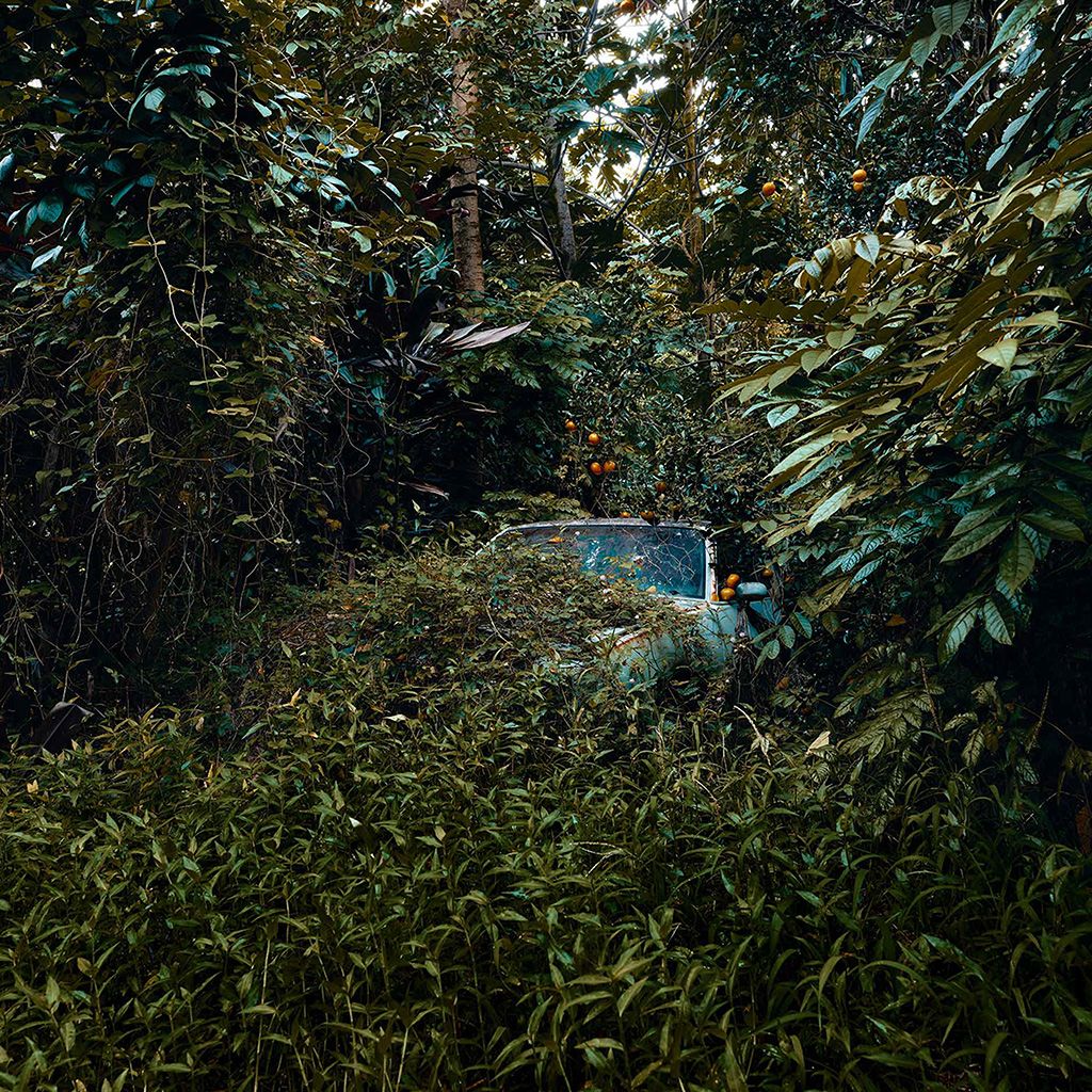 A car in the middle of a forest - Jungle