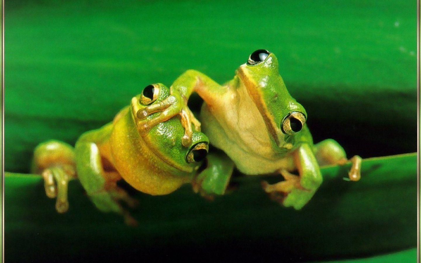 Two frogs on a green leaf - Frog