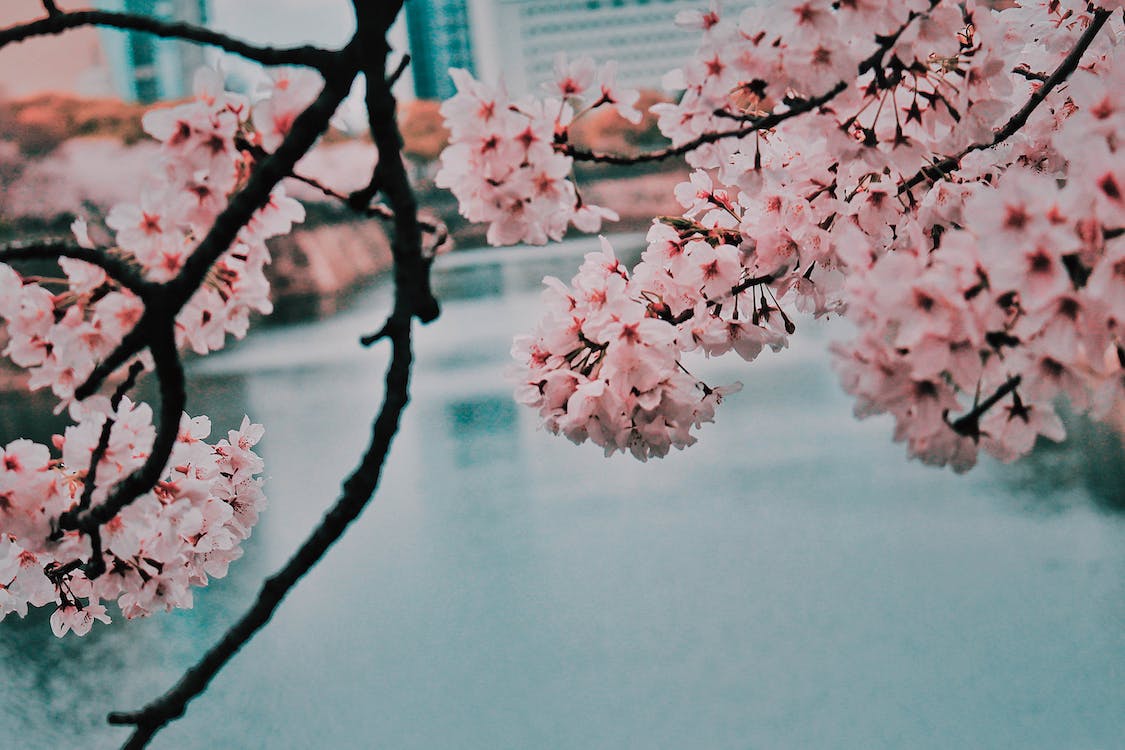 Cherry Blossom Beside Body Of Water · Free