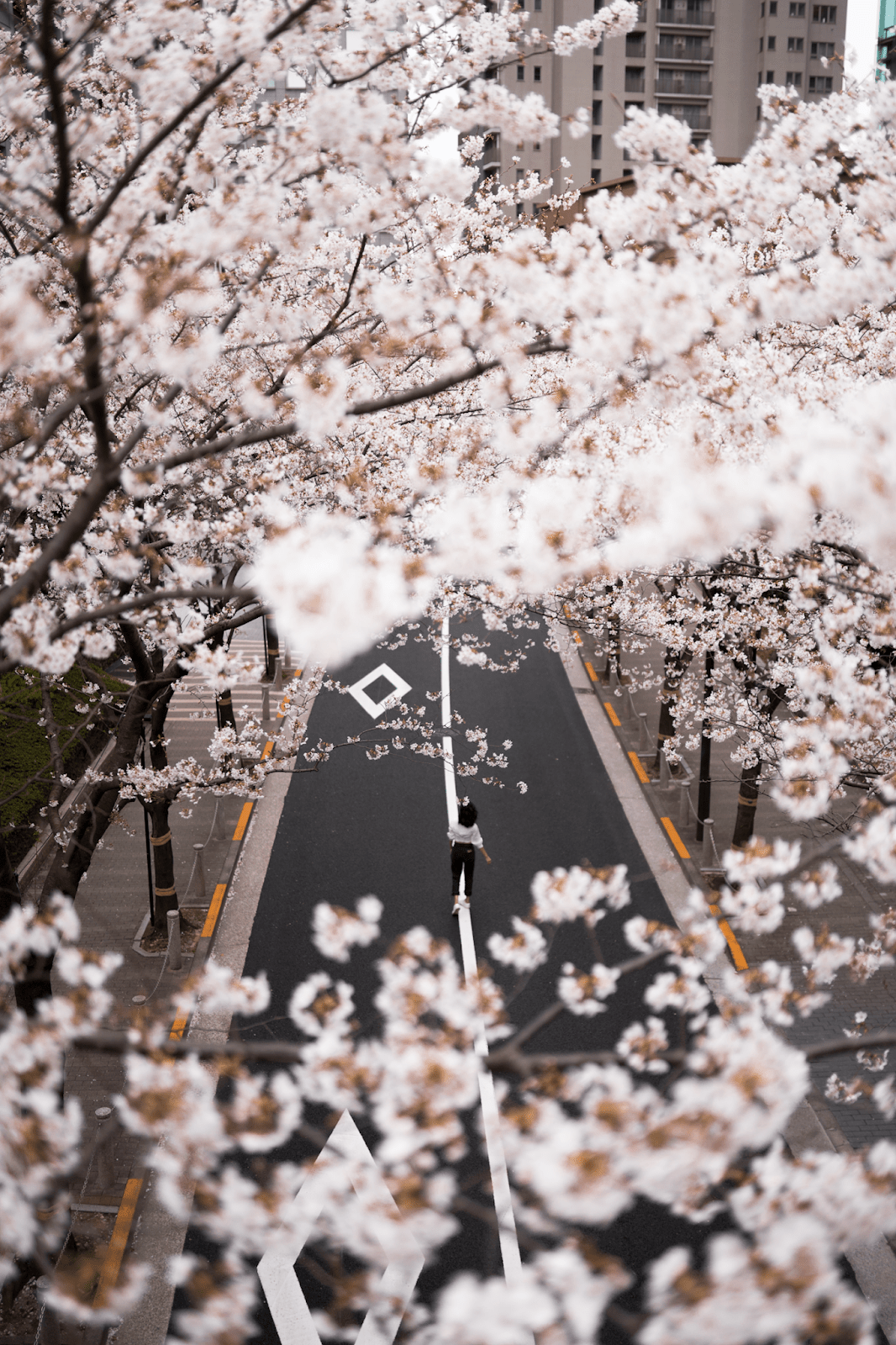A person stands in the middle of a street surrounded by blooming cherry blossoms. - Cherry blossom