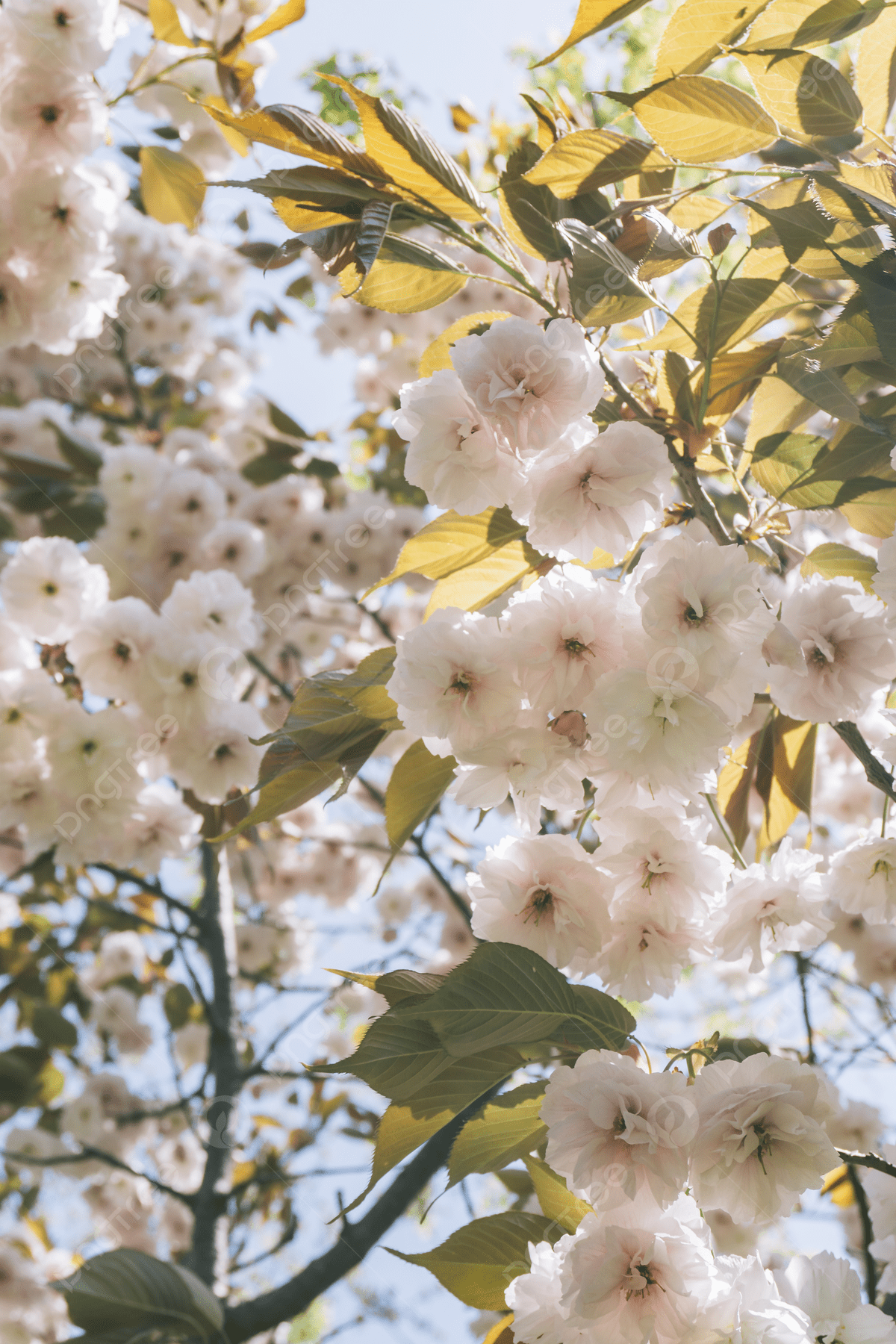 White flowers on a tree with green leaves - Cherry blossom