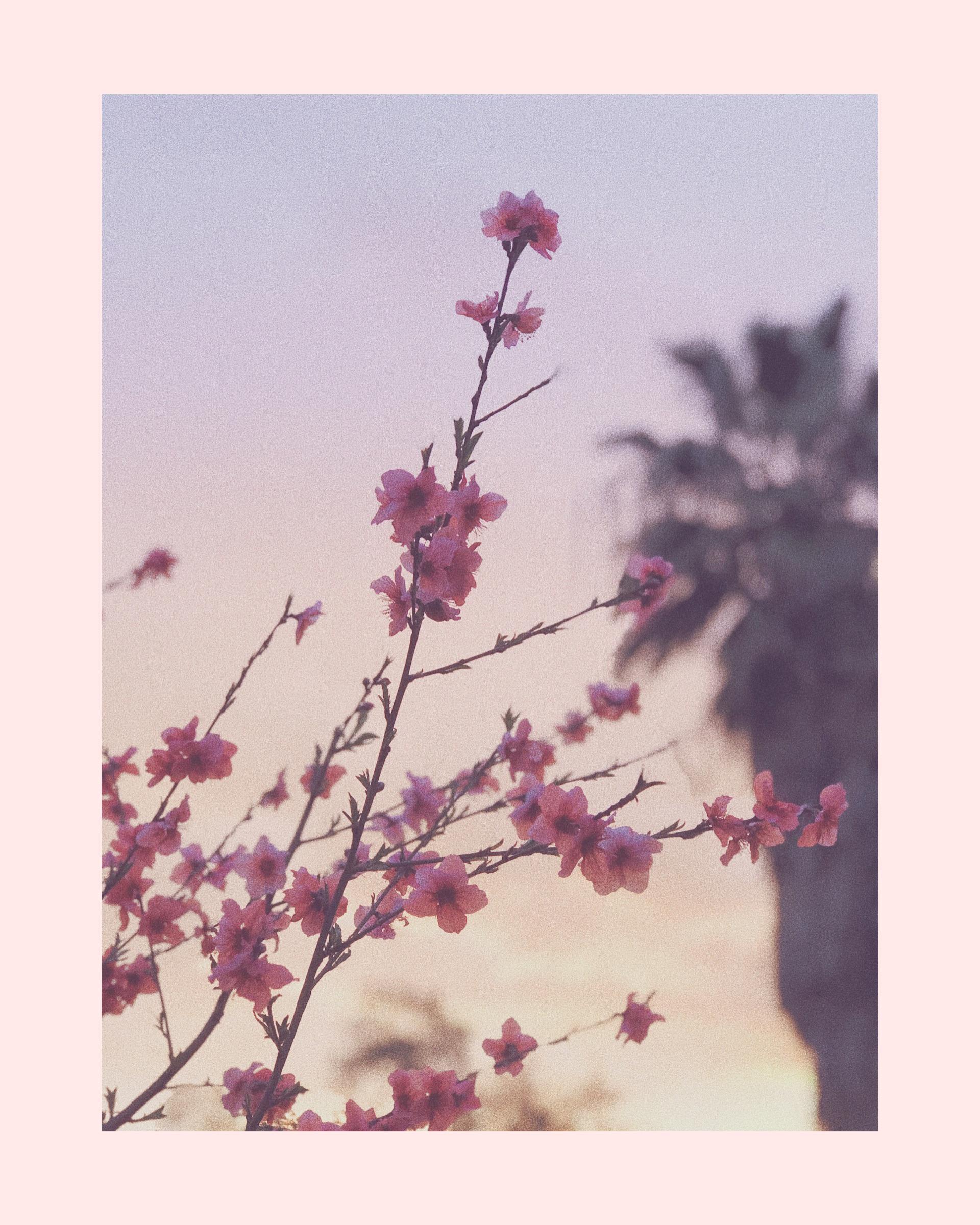 Photo I took of a cherry blossom tree? With a nice palm tree in the background. There is something off about the picture though and I can't quite put my finger on