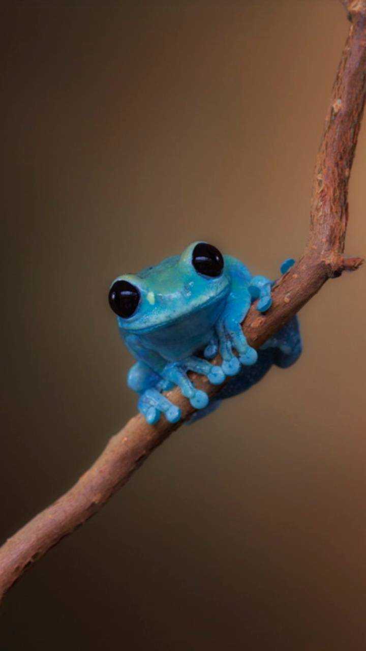 A blue frog sitting on the branch of tree - Frog