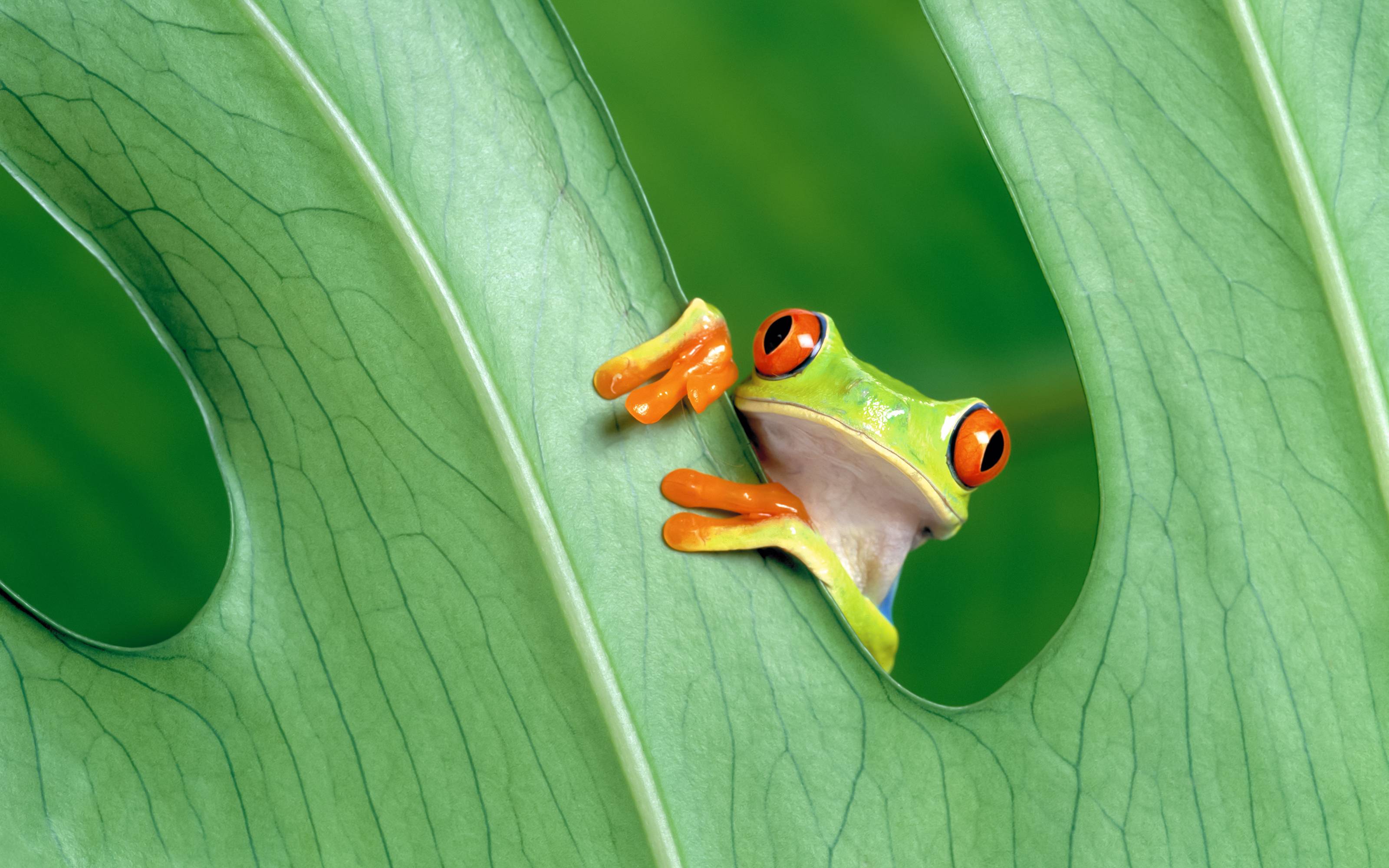 A frog is peeking out from behind the leaf - Frog