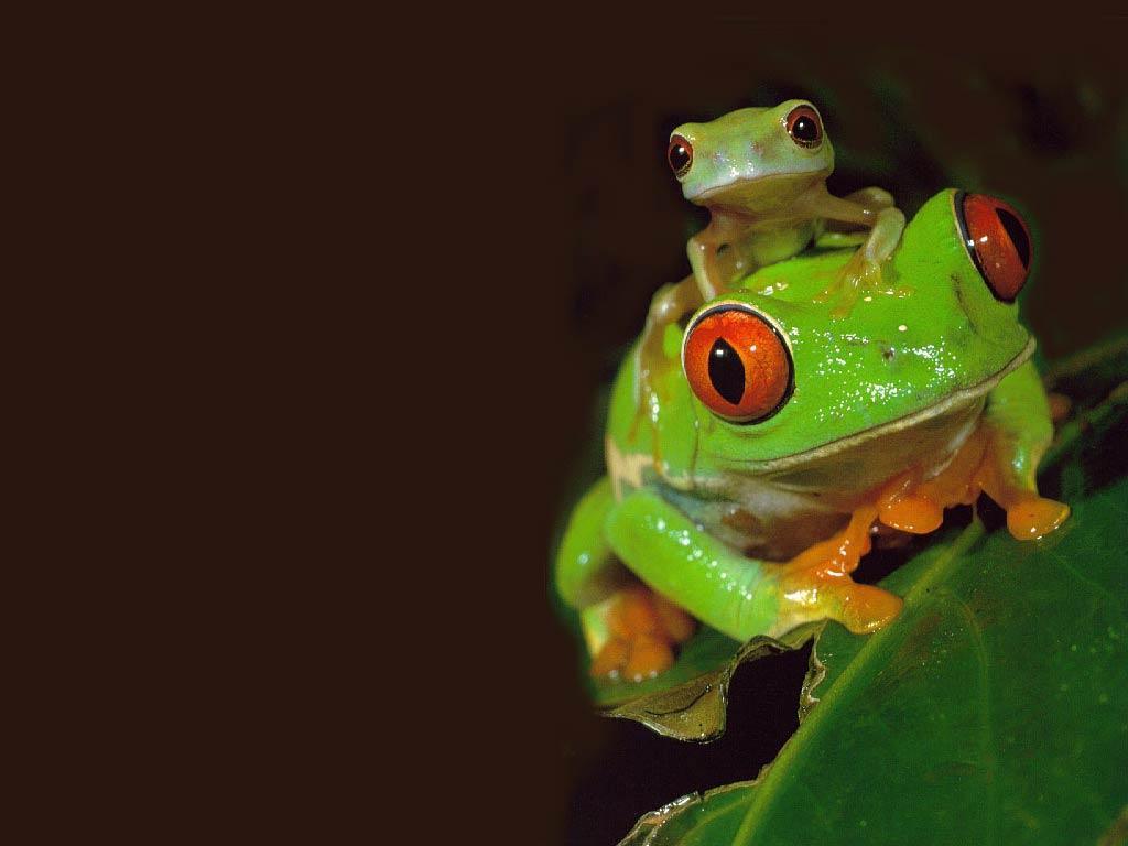 A green frog sitting on top of another one - Frog