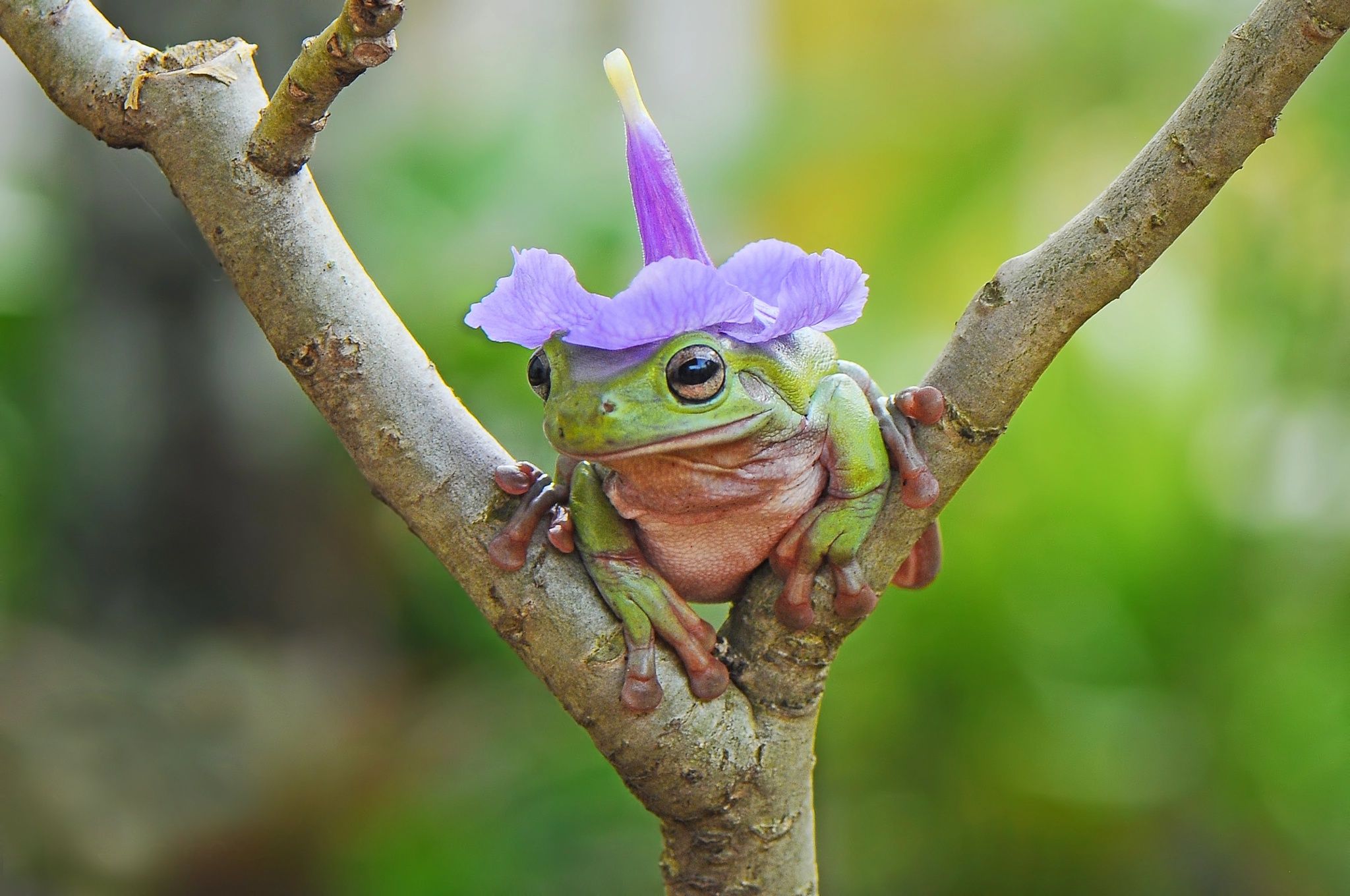 A frog with purple flowers on its head - Frog