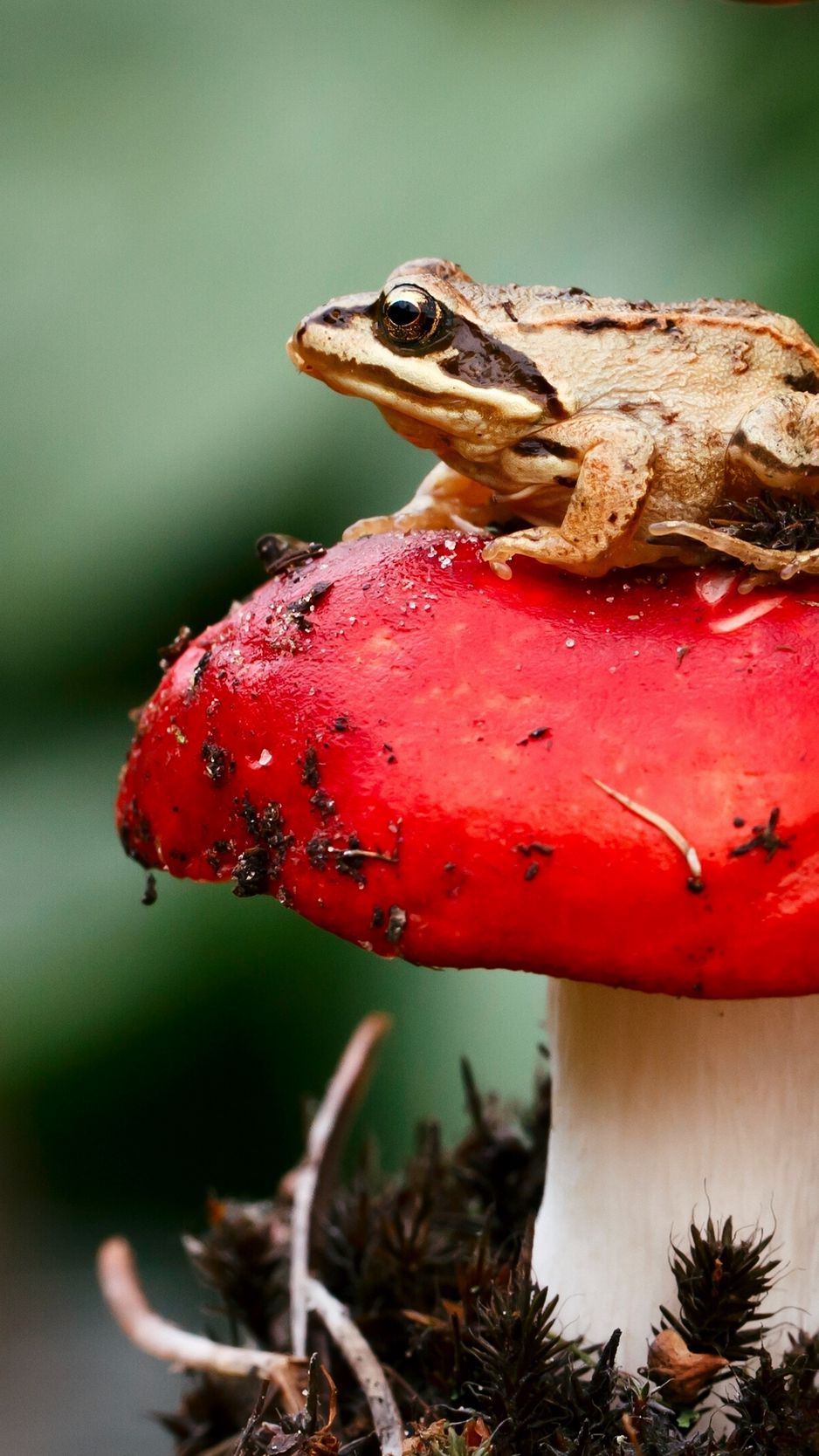 Download Wallpaper 938x1668 Frog, Mushroom, Toadstool, Sit, Close Up Iphone 8 7 6s 6 For Parallax HD Background