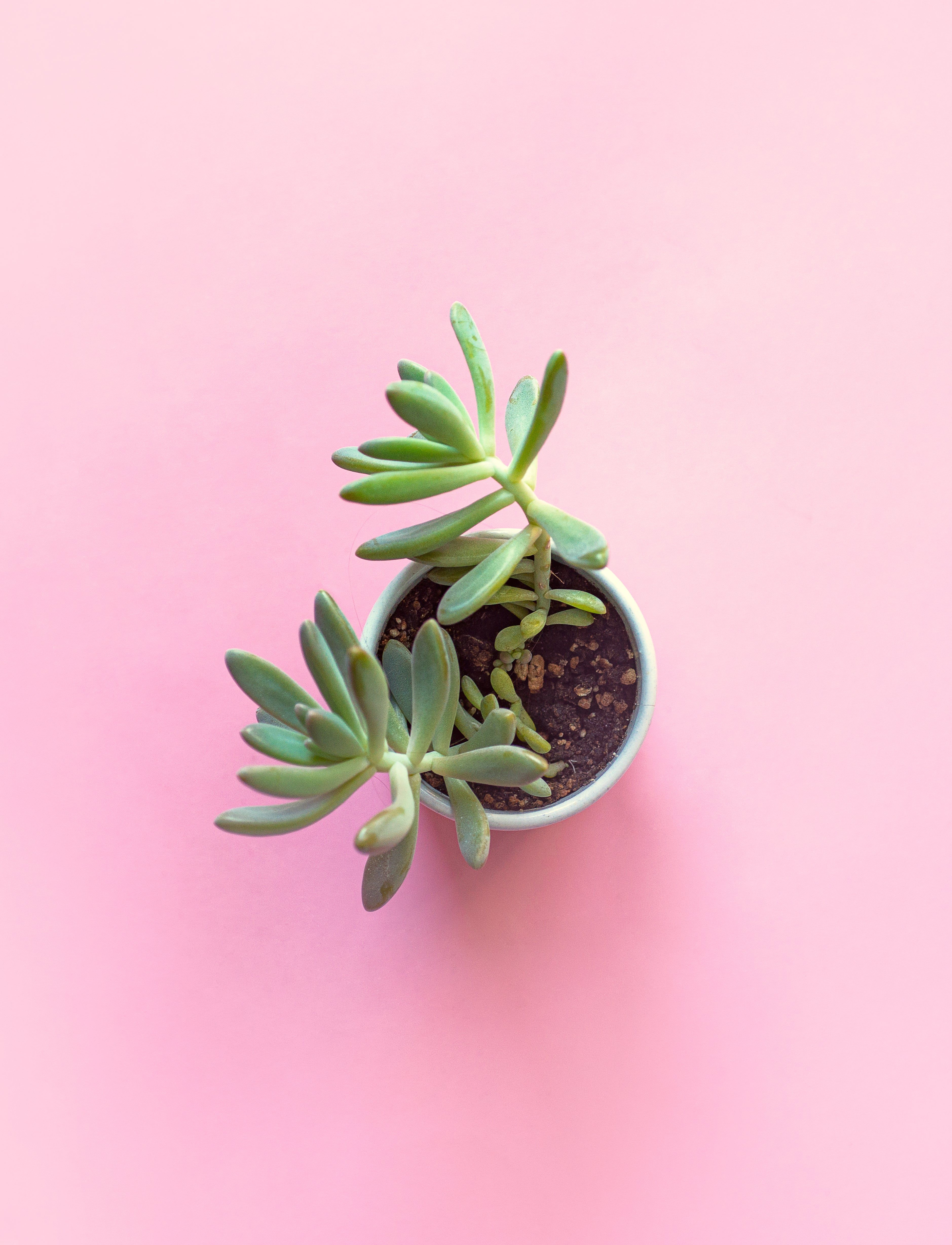 A potted plant sits on a pink background. - Succulent