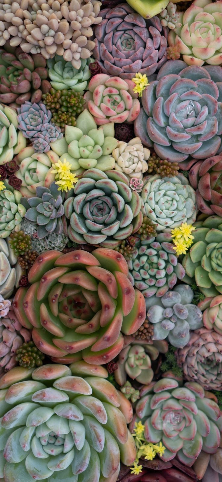 A variety of succulents in shades of green, pink, and purple. - Succulent