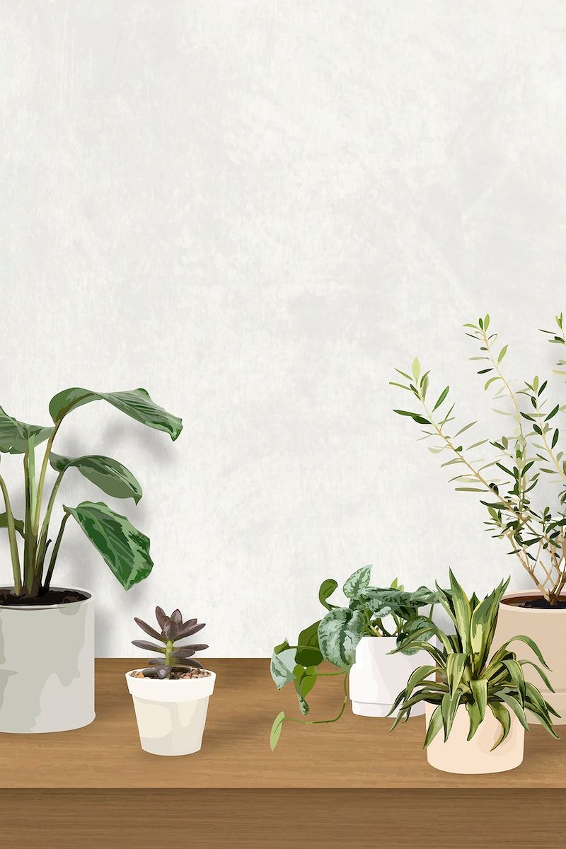 Aesthetic plant background psd, pothos