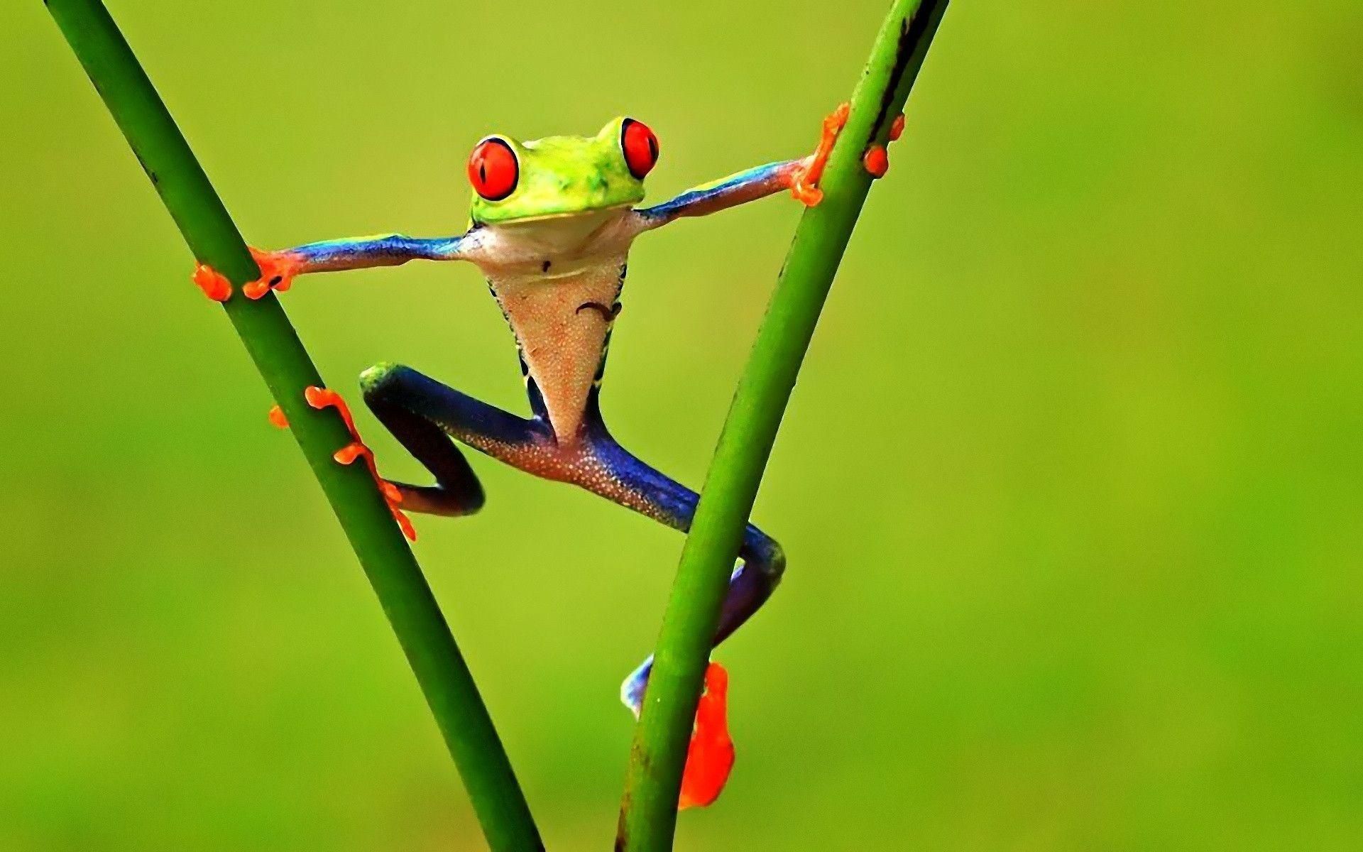 A red-eyed tree frog perched on a green stem. - Frog