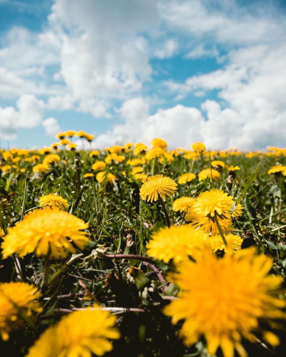 Yellow petaled flower lot during daytime photo