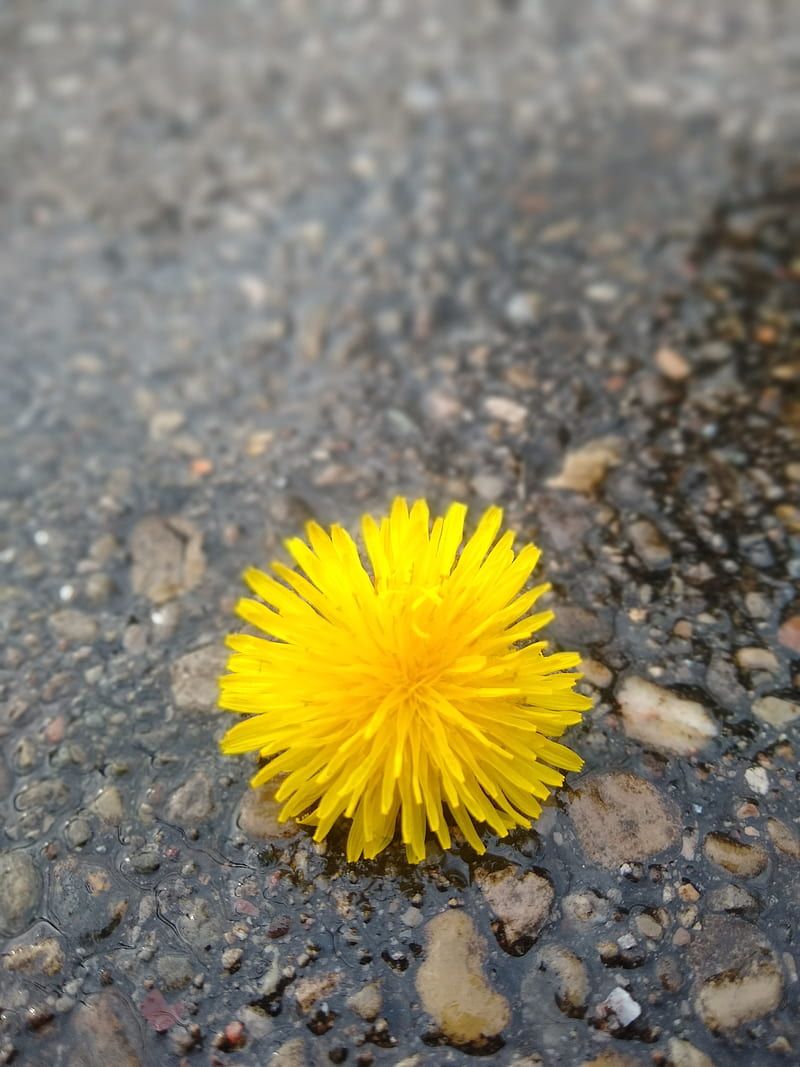 A yellow flower lying on the ground - Dandelions