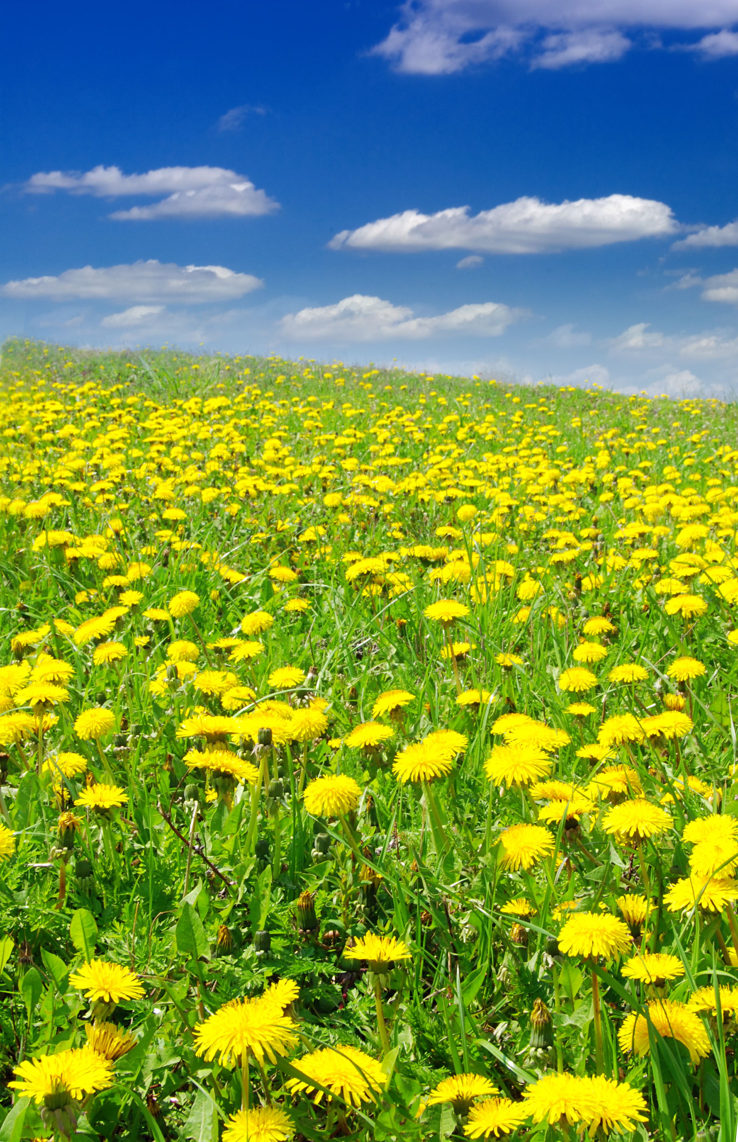 Dandelion Wallpaper Background Image, HD Picture and Wallpaper For Free Download