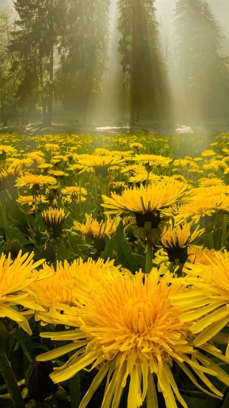 A field of yellow flowers in the fog. - Dandelions