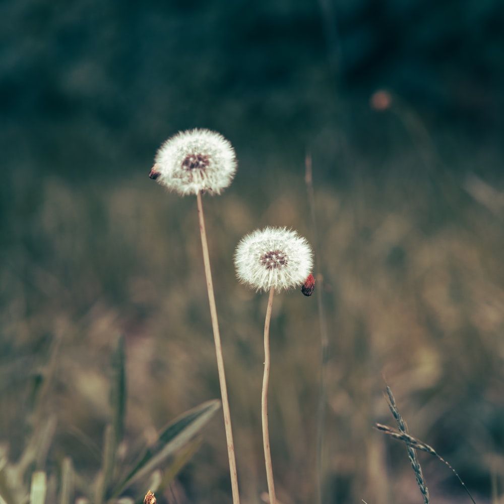 Two dandelions in a field with a blurry background photo