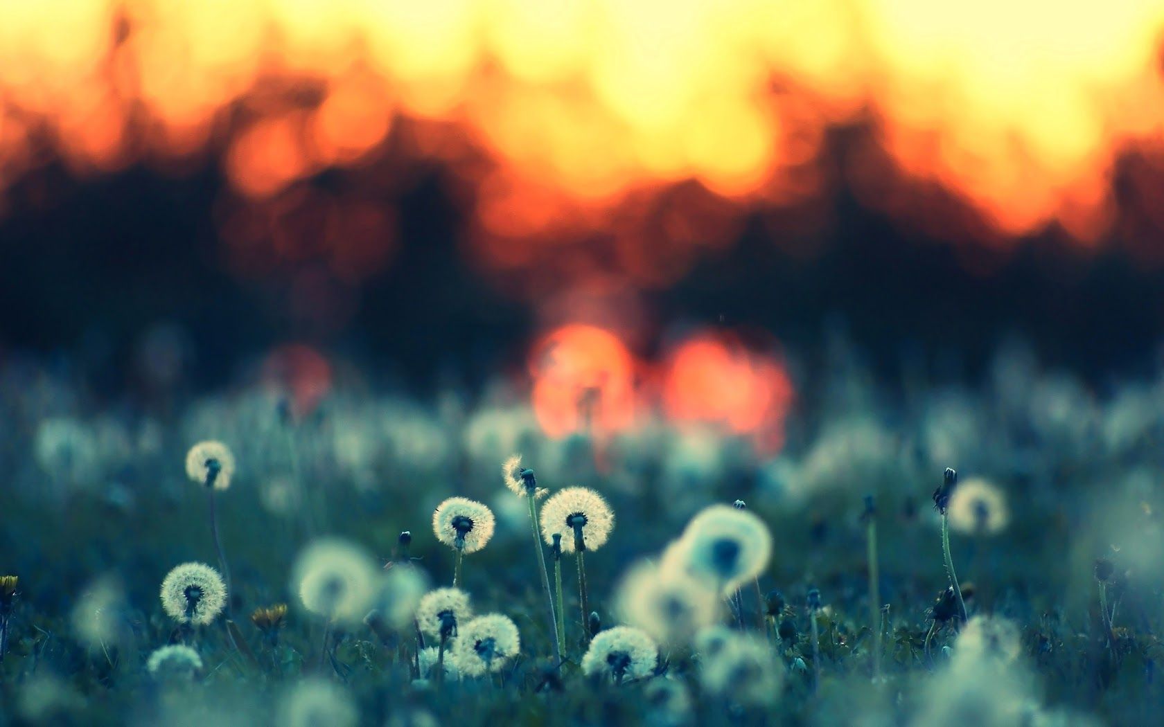 A field of dandelions at sunset - Dandelions