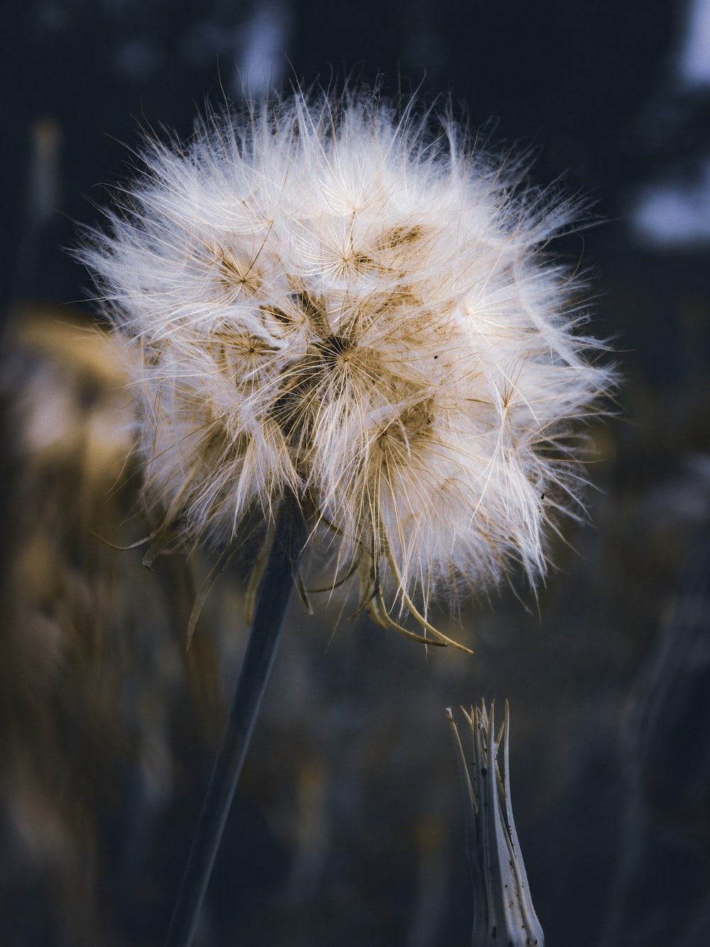 A close up of a dandelion with a blurry background photo