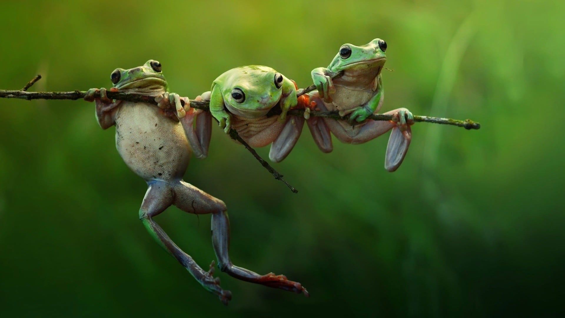 Three frogs on a branch - Frog