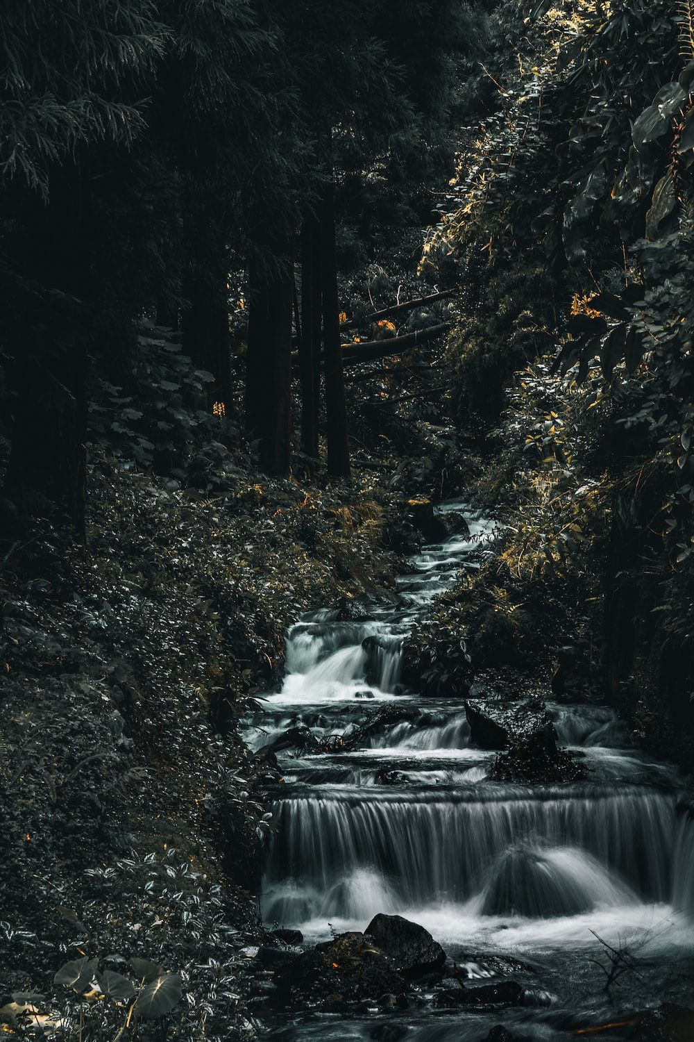 A waterfall surrounded by trees in the forest. - Waterfall