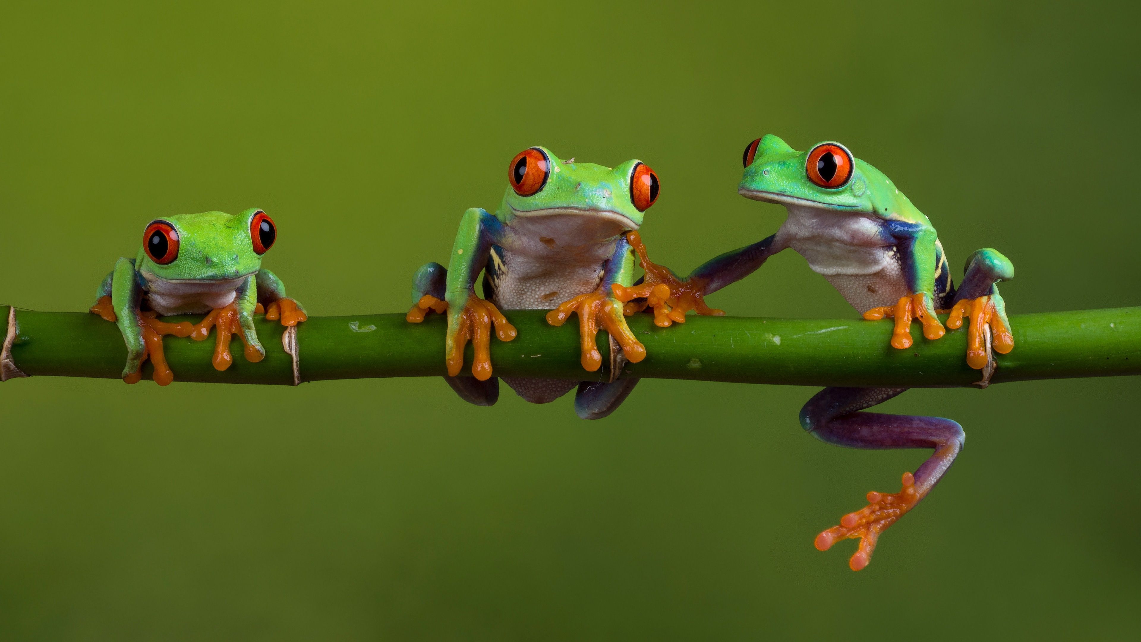 Three frogs sitting on a branch. - Frog