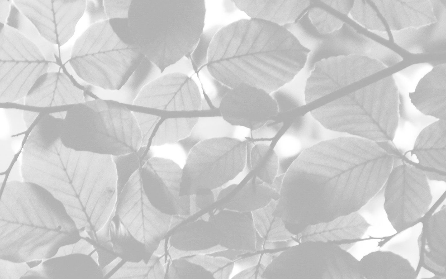 A black and white photo of leaves in the sun. - 1440x900, leaves