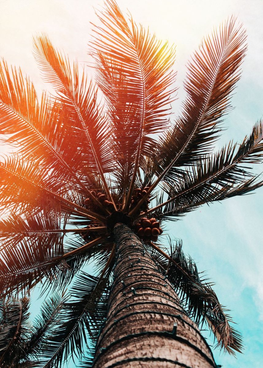 summer palm tree' Poster