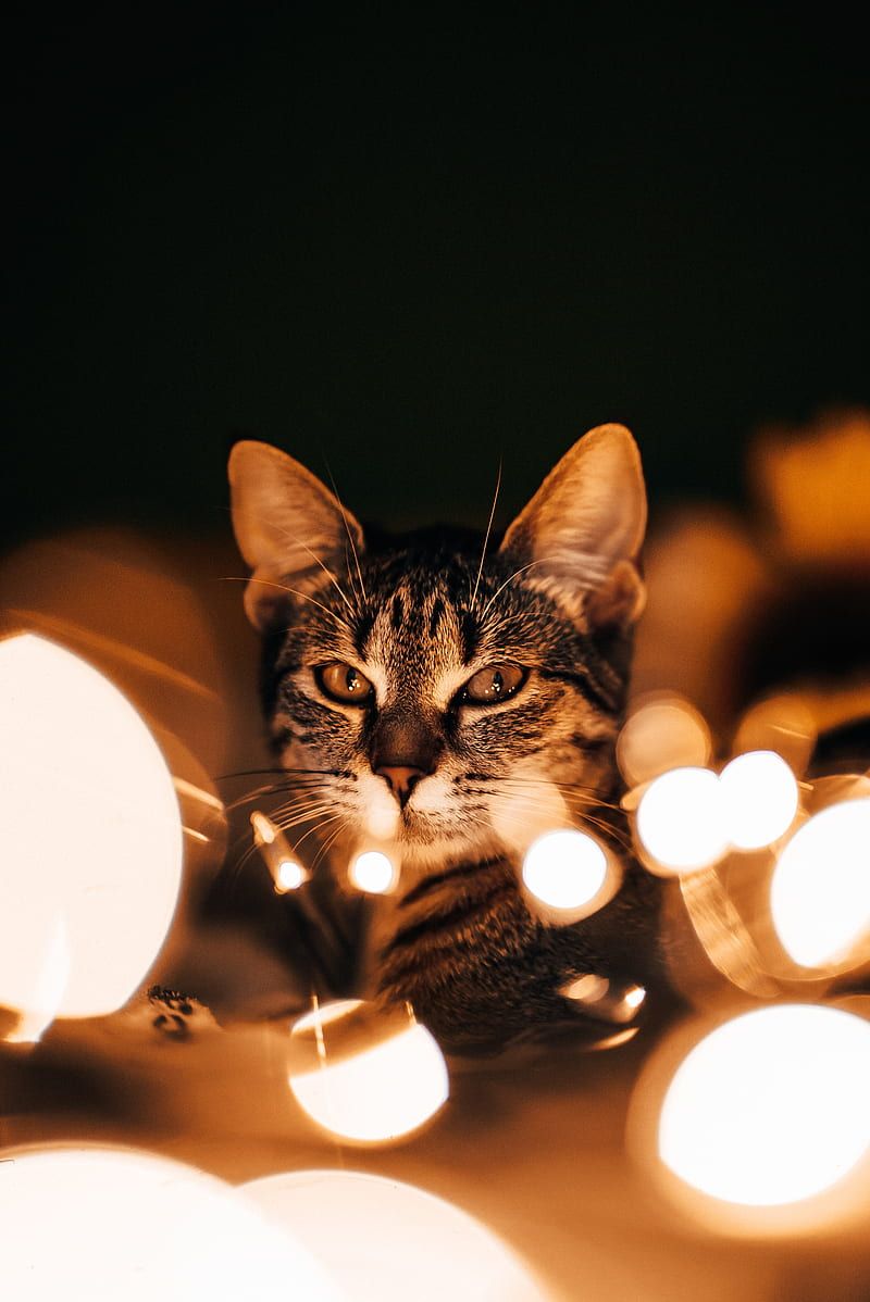 A cat sitting in a pile of Christmas lights - Fairy lights