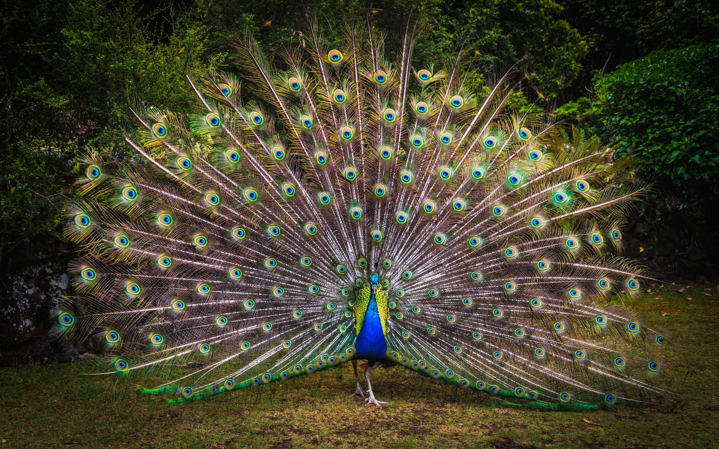 A peacock displays its tail feathers. - Peacock