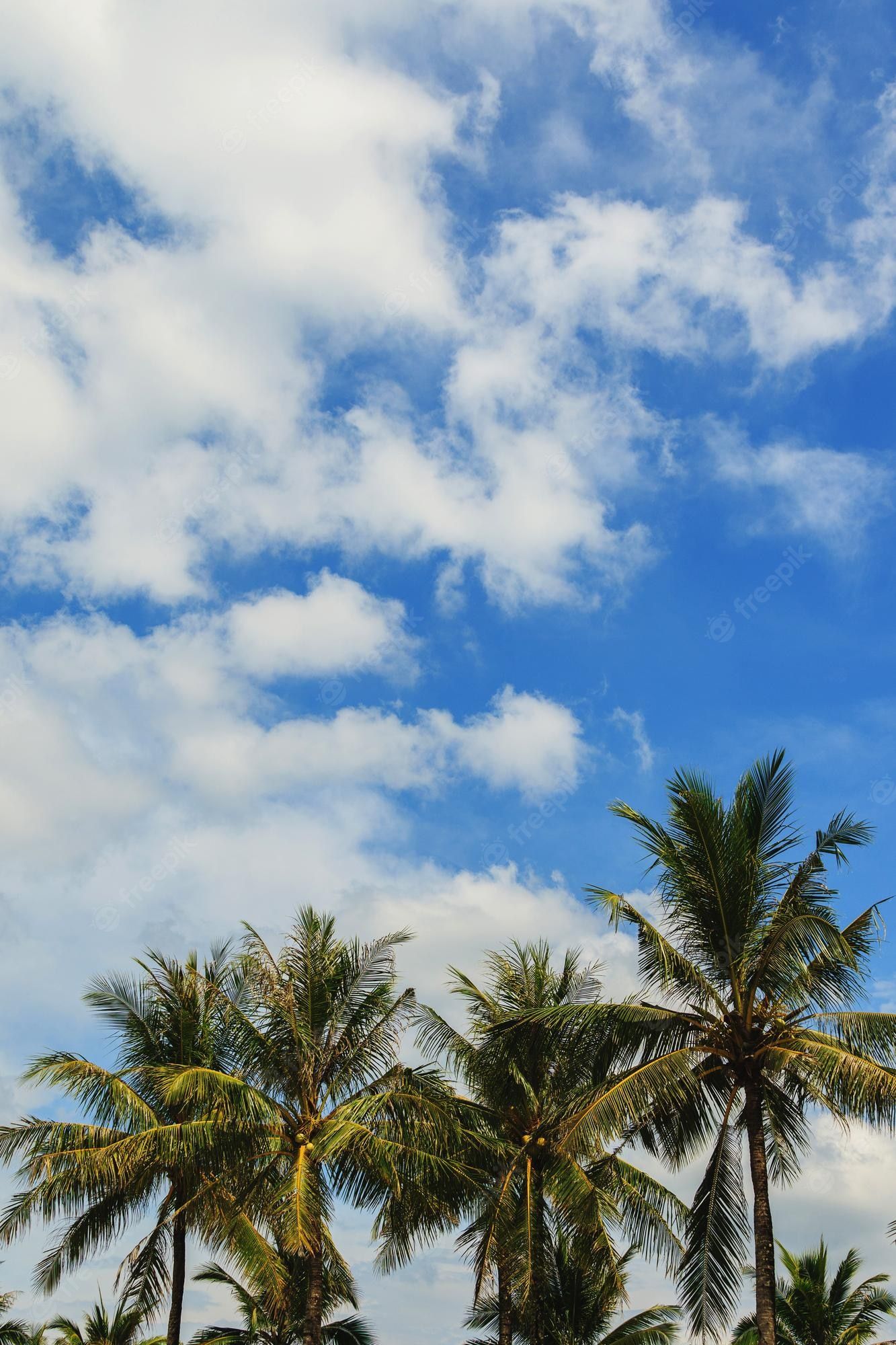Premium Photo. Green coconut palm trees and beautiful sky with clouds