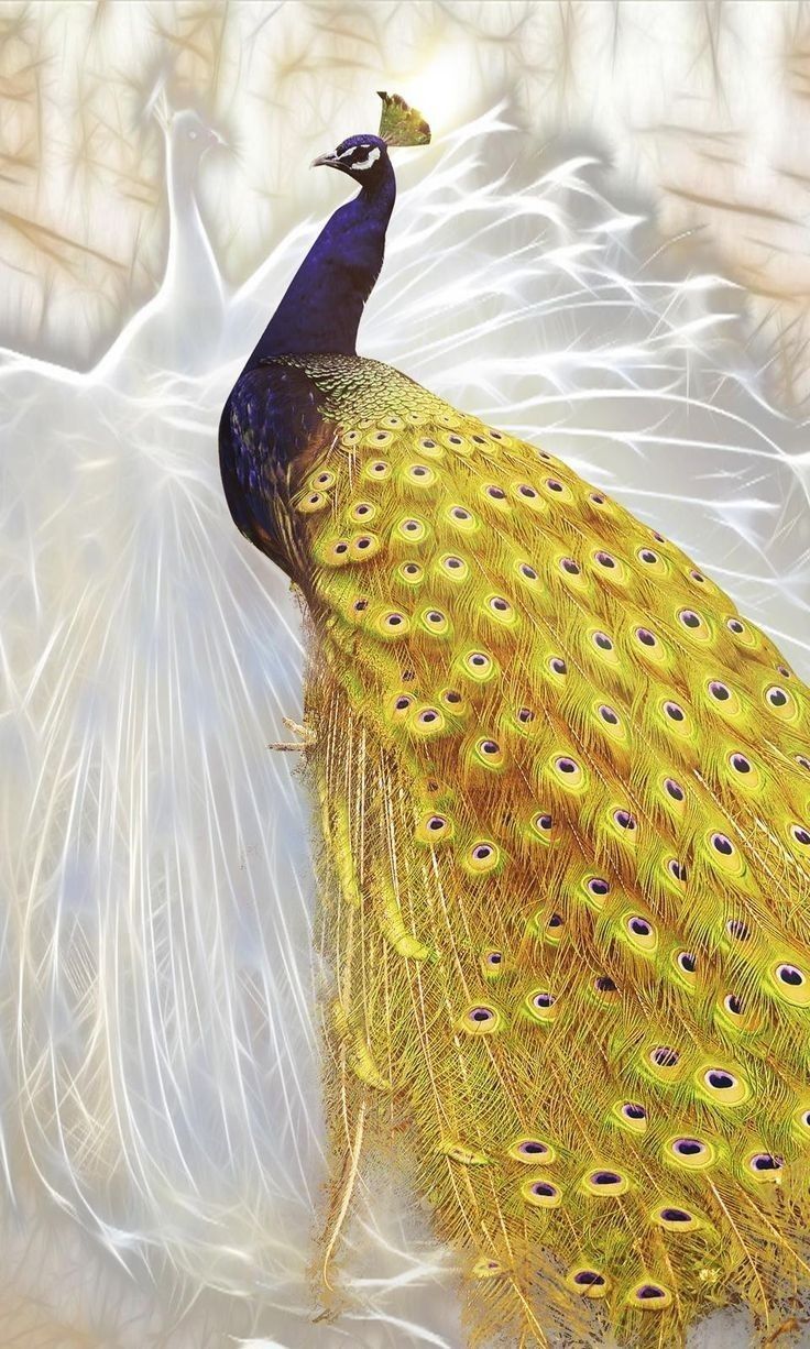 Most Gorgeous Peacock Photo You've Ever Seen Video Birds Animals Nature Aesthetic Wallpaper. Pet Birds, Animals Beautiful, Rare Animals