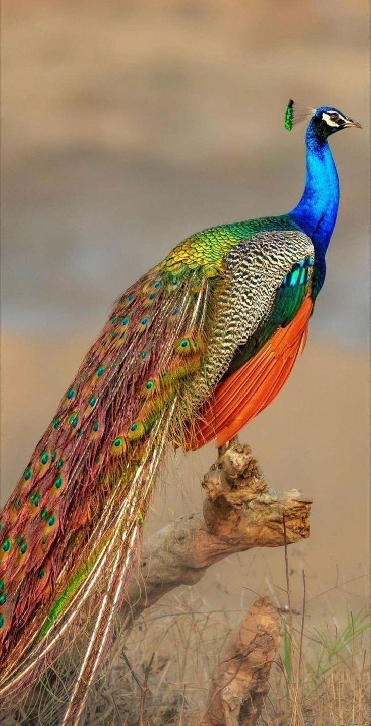 A beautiful peacock with its feathers spread out. - Peacock