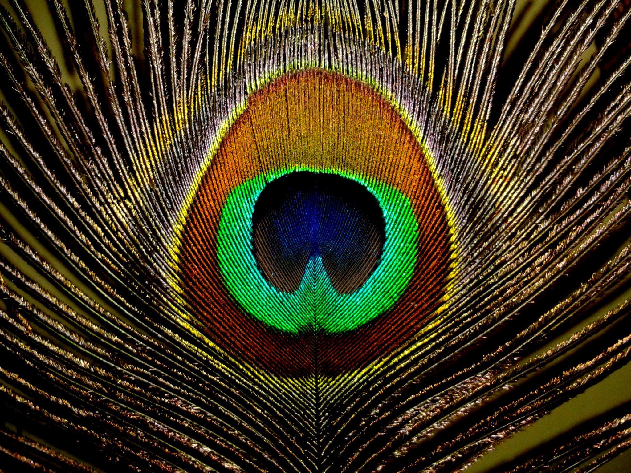 A close up of a peacock feather with a green, blue and orange eye surrounded by a ring of yellow. - Peacock