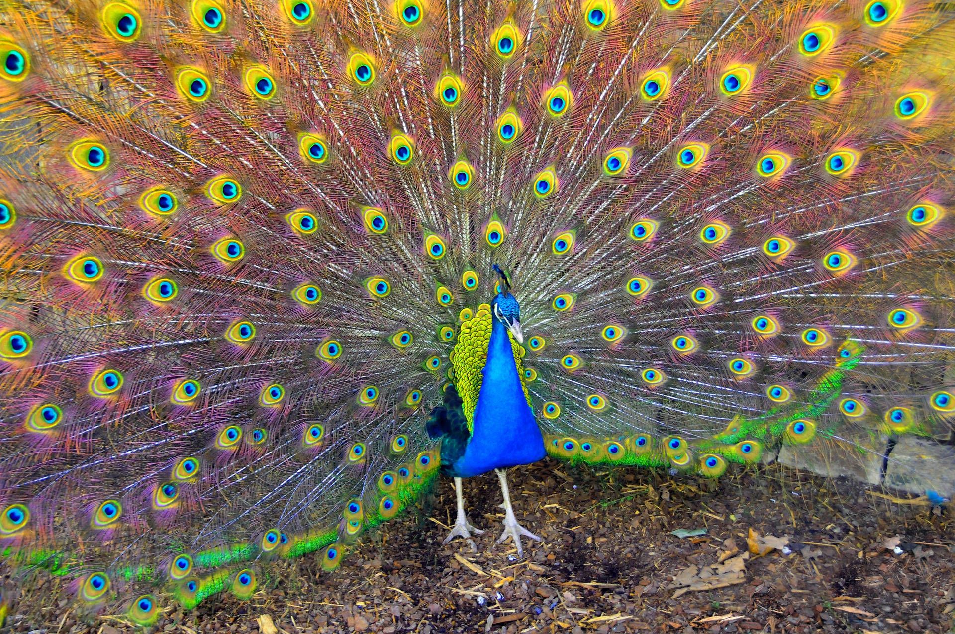 A male peacock with its tail spread. - Peacock