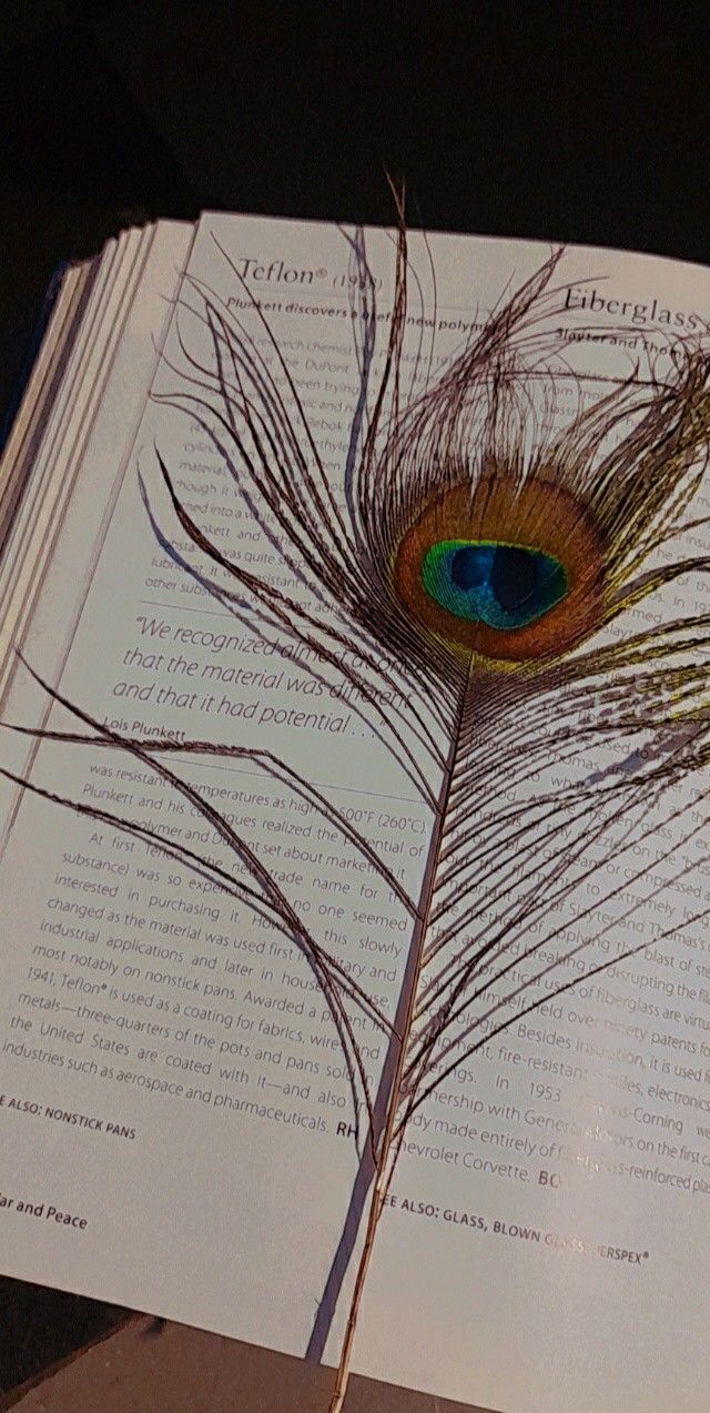 A peacock feather is resting on an open book. - Peacock