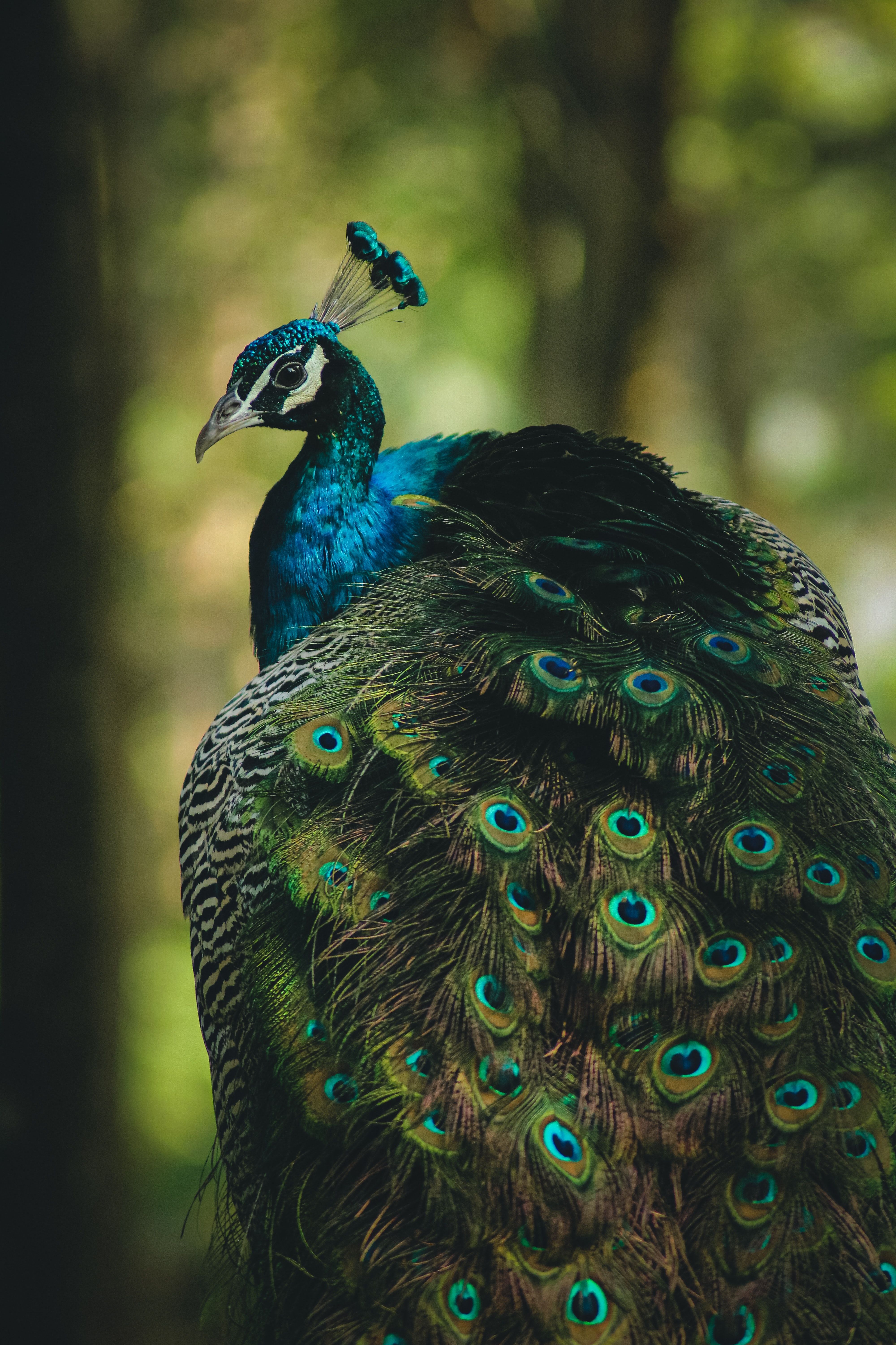 A peacock with its tail spread out. - Peacock