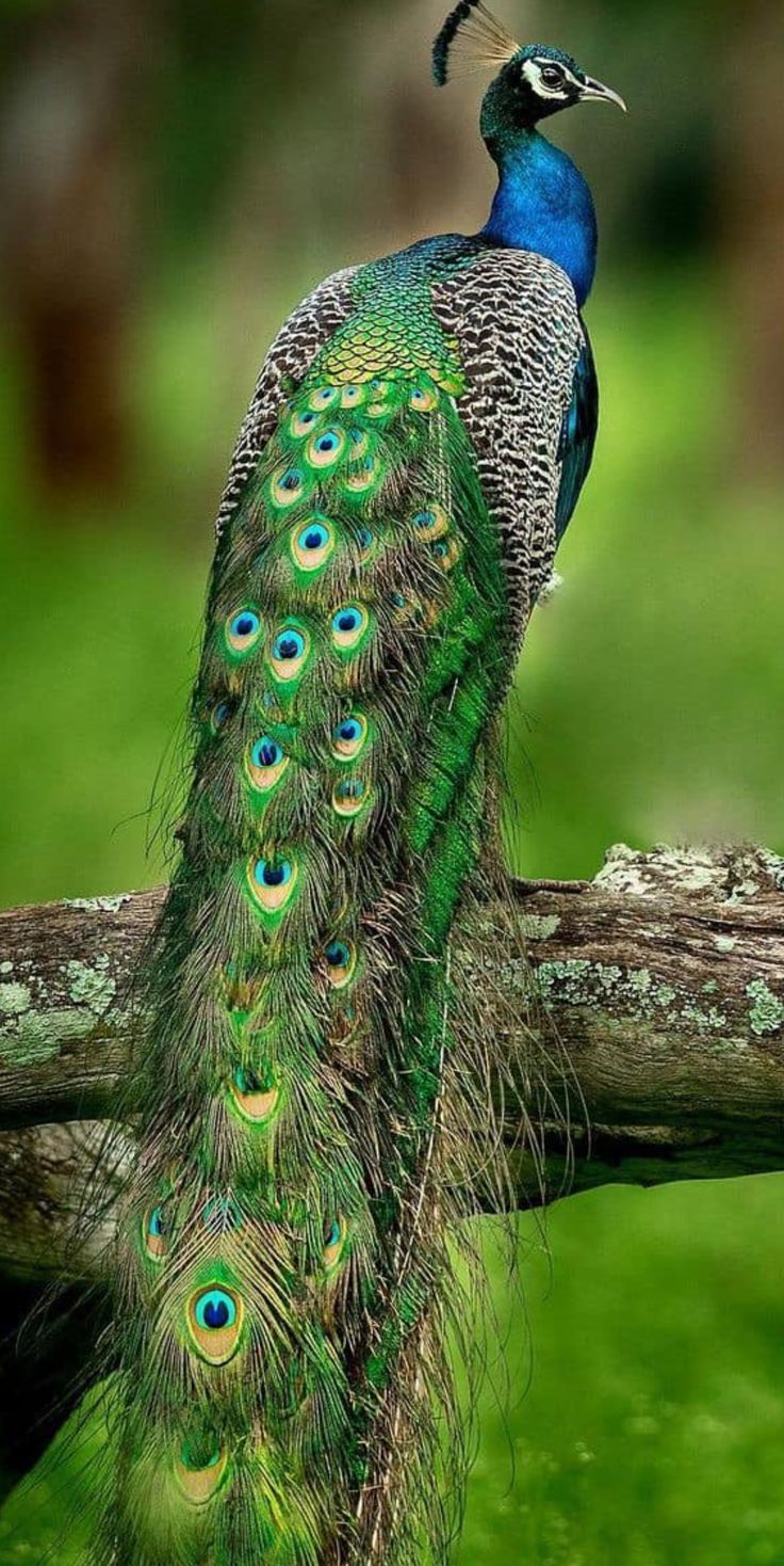 A peacock sitting on a tree branch with its tail spread out. - Peacock