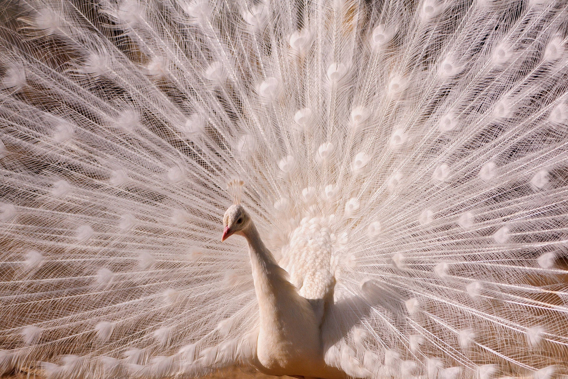 A white peacock with its tail spread out. - Peacock