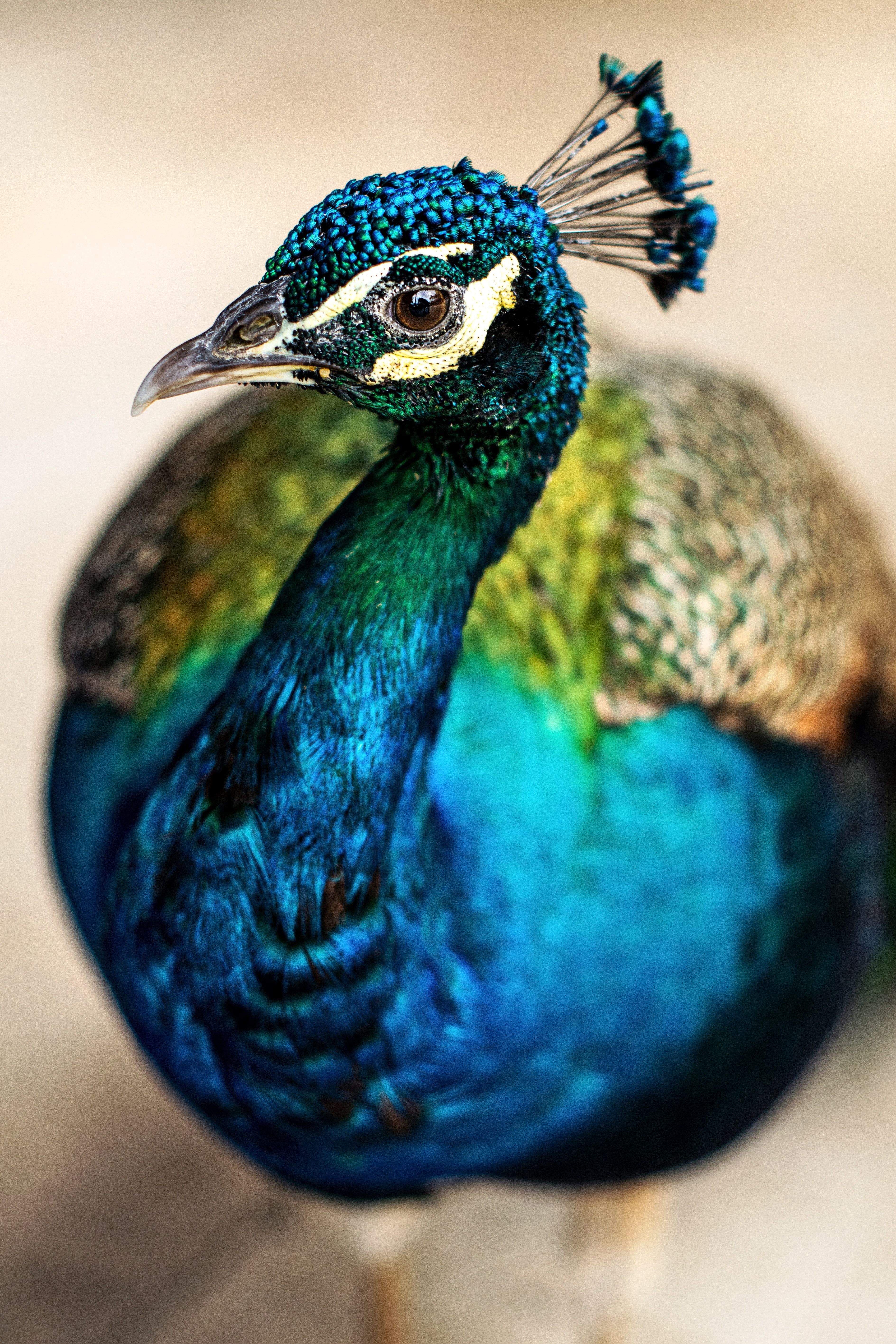 A blue peacock with a green head and yellow face looks directly at the camera. - Peacock