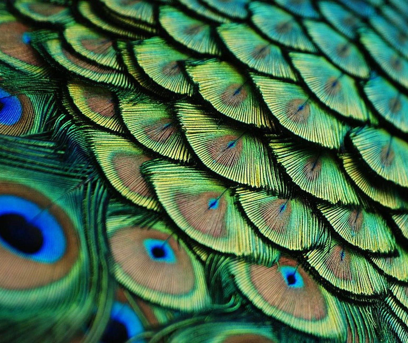 A close up of a peacock's feathers. - Peacock