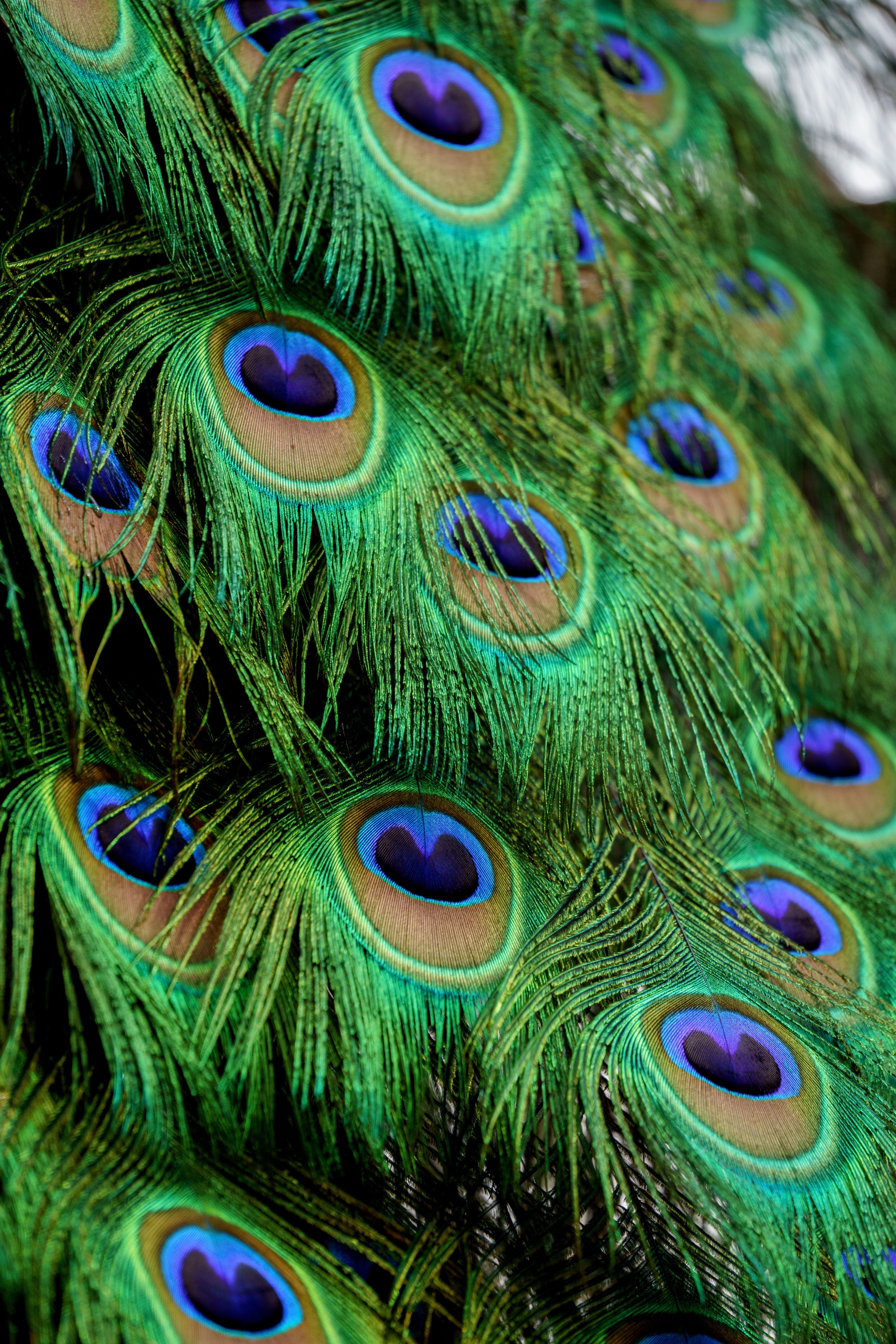 A close up of a peacock's tail feathers - Peacock