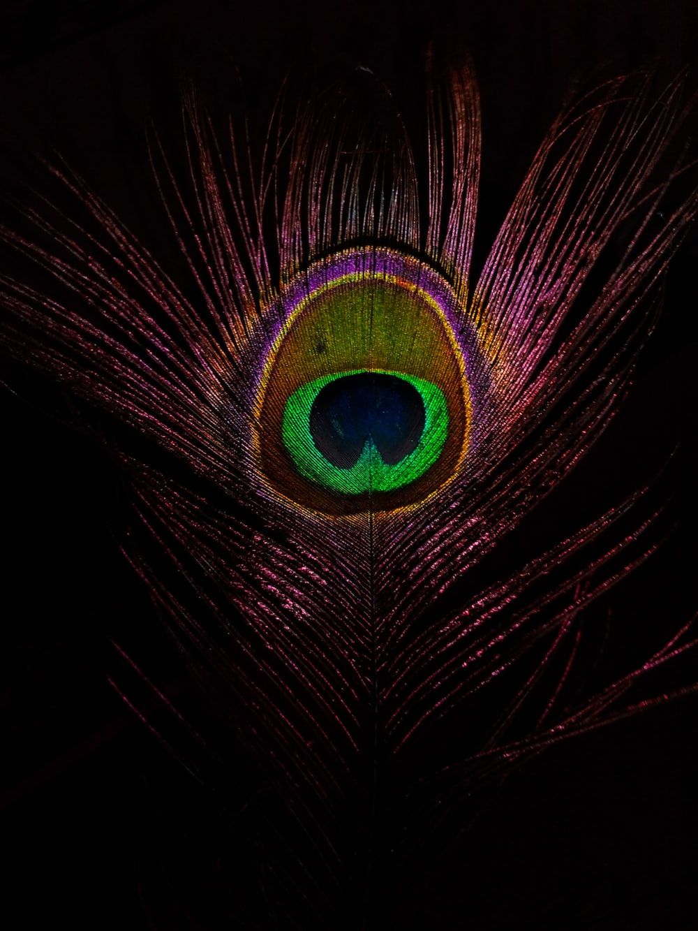 A close up of a peacock feather against a black background - Peacock