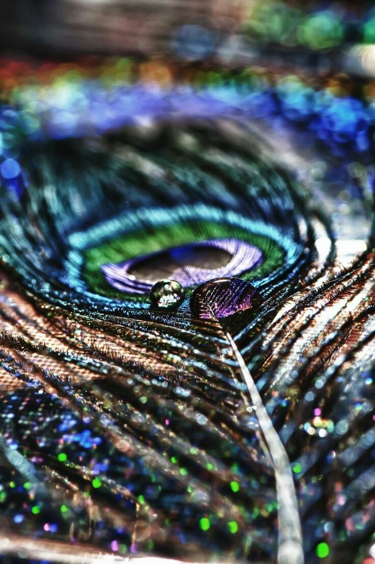 A close up of a peacock feather with a water droplet on it - Peacock