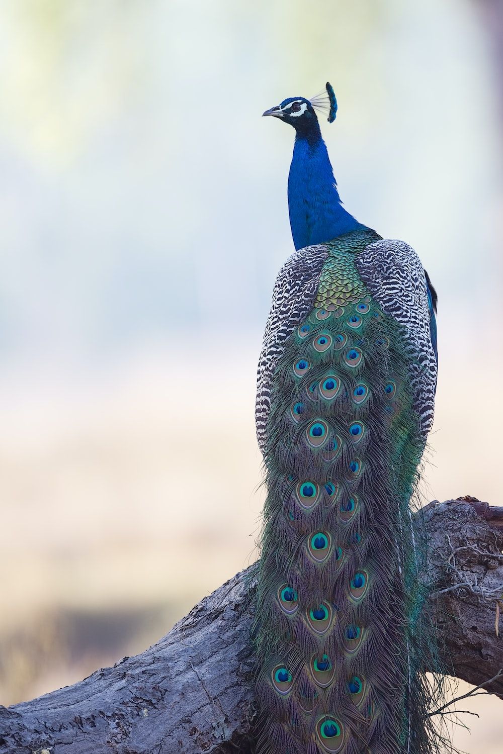 A peacock sitting on a tree branch. - Peacock