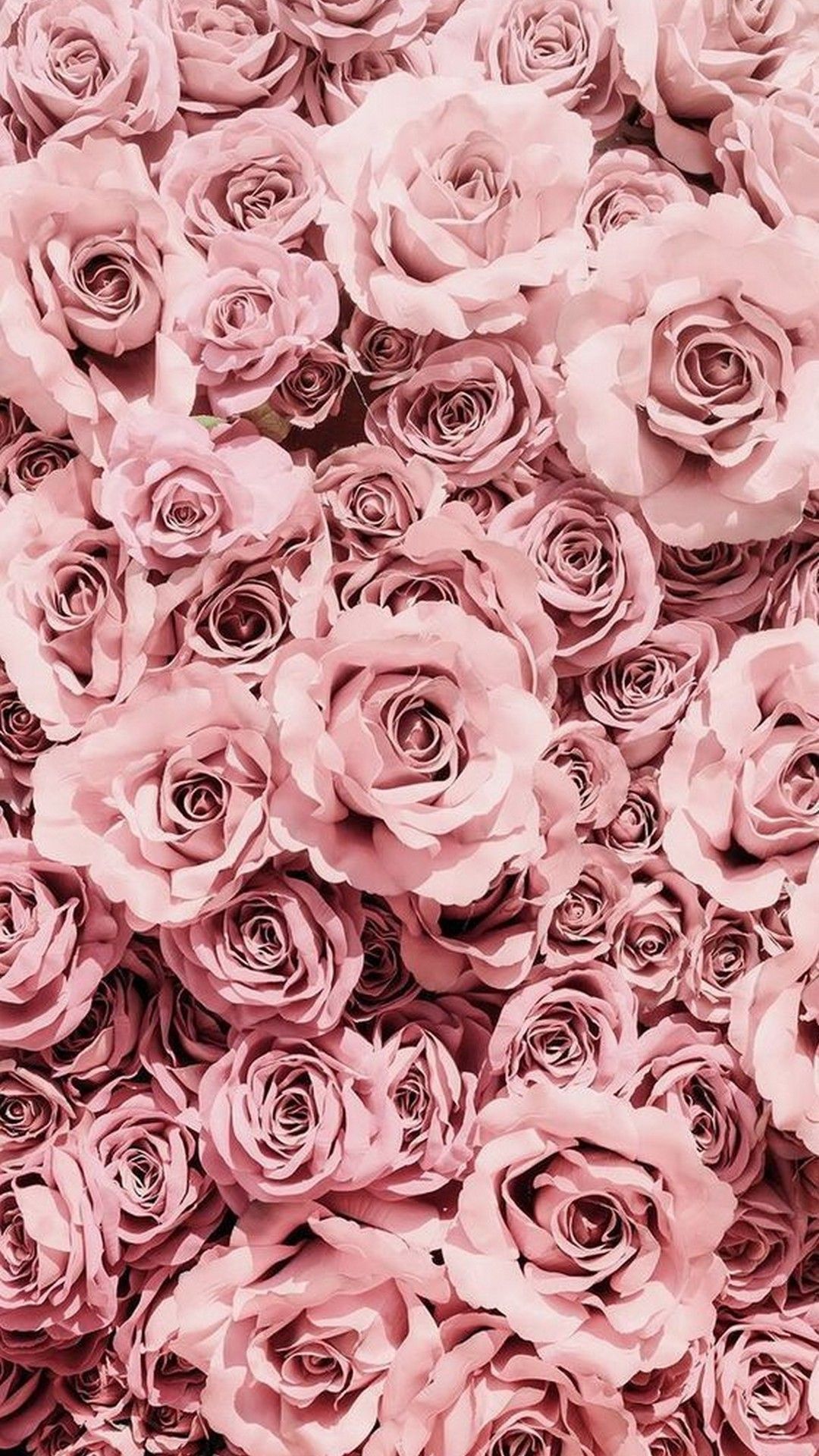 A bunch of pink roses in a bouquet. - Rose gold, Android, roses, garden